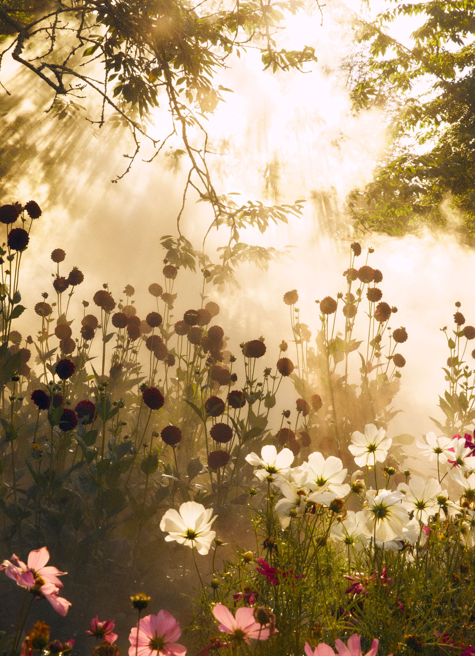 Earlymorning fog transforms the garden into an impressionist landscape. Here dahlias tower behind clumps of delicate cosmos