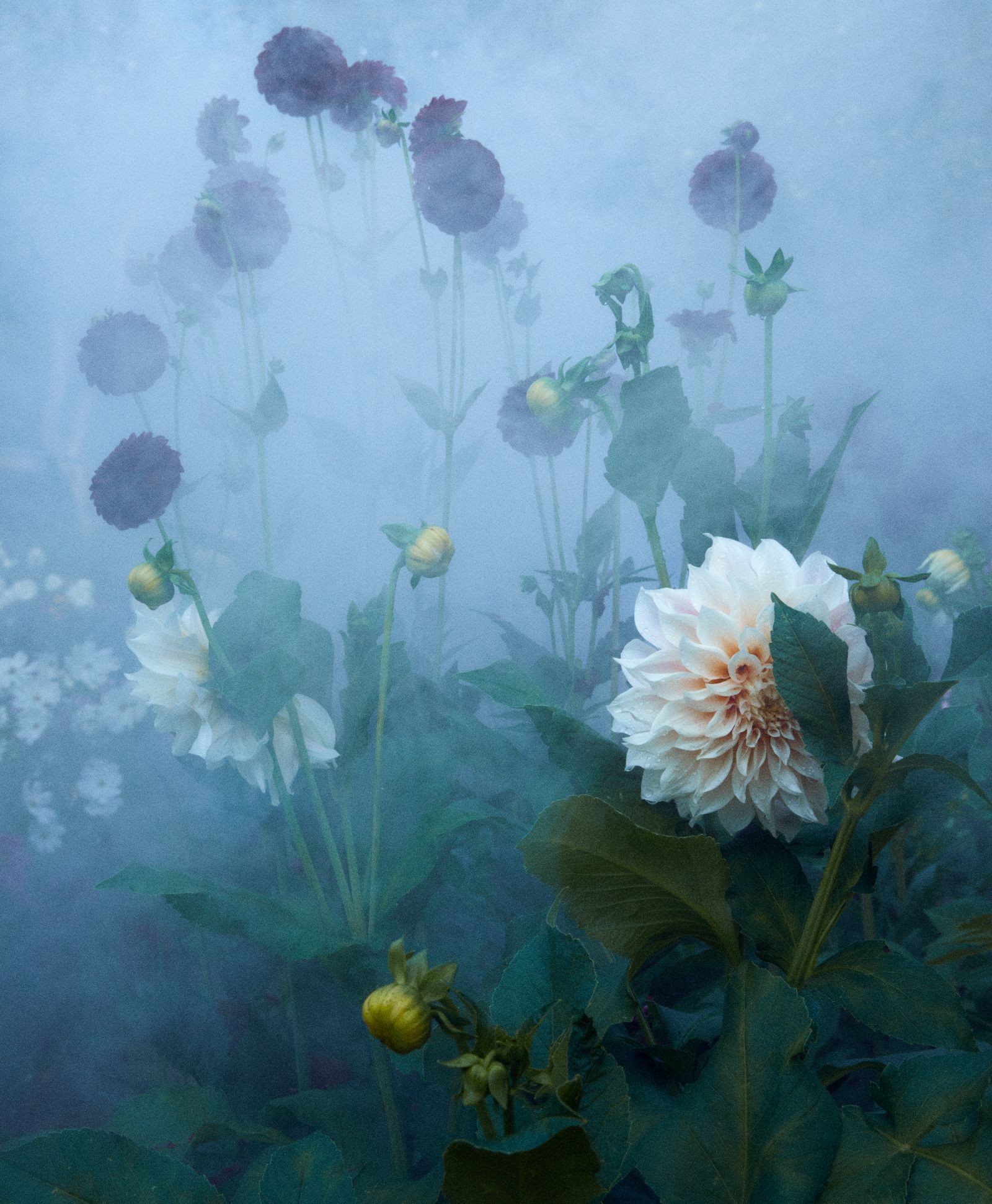 Peonies grow in Karen Blixen's garden