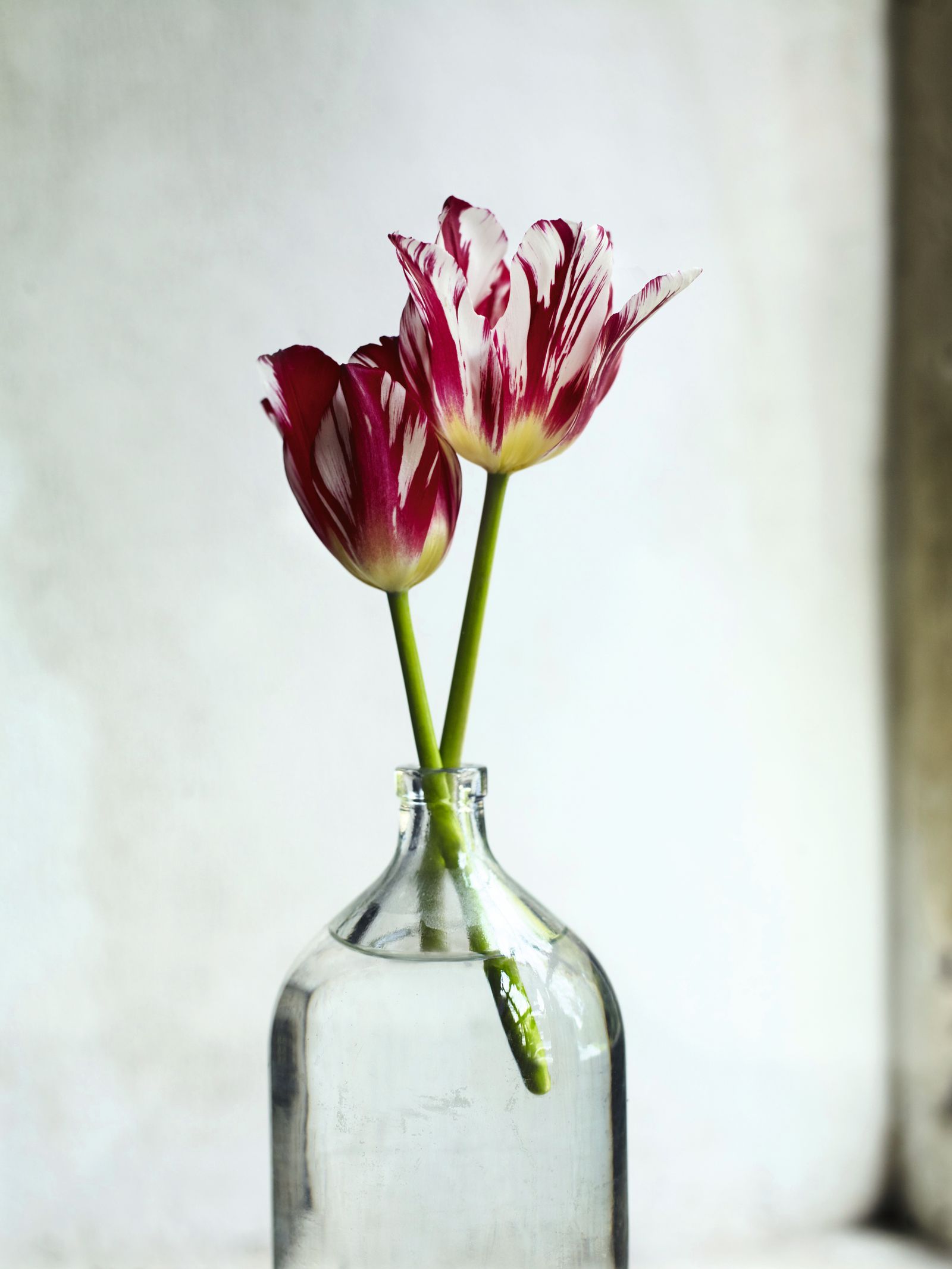 Image may contain Jar Pottery Vase Flower Flower Arrangement Plant Potted Plant Petal and Flower Bouquet