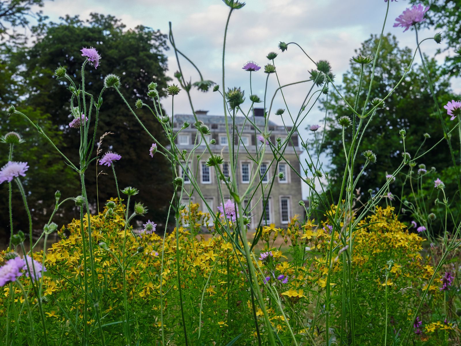 Image may contain Herbal Herbs Plant Vegetation Daisy Flower Grass Field Grassland Nature Outdoors and Garden