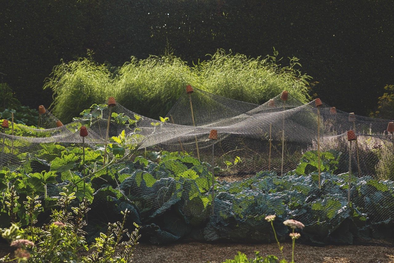 Image may contain Garden Nature Outdoors Plant Vegetation Backyard Yard Gardening Grass Field and Furniture