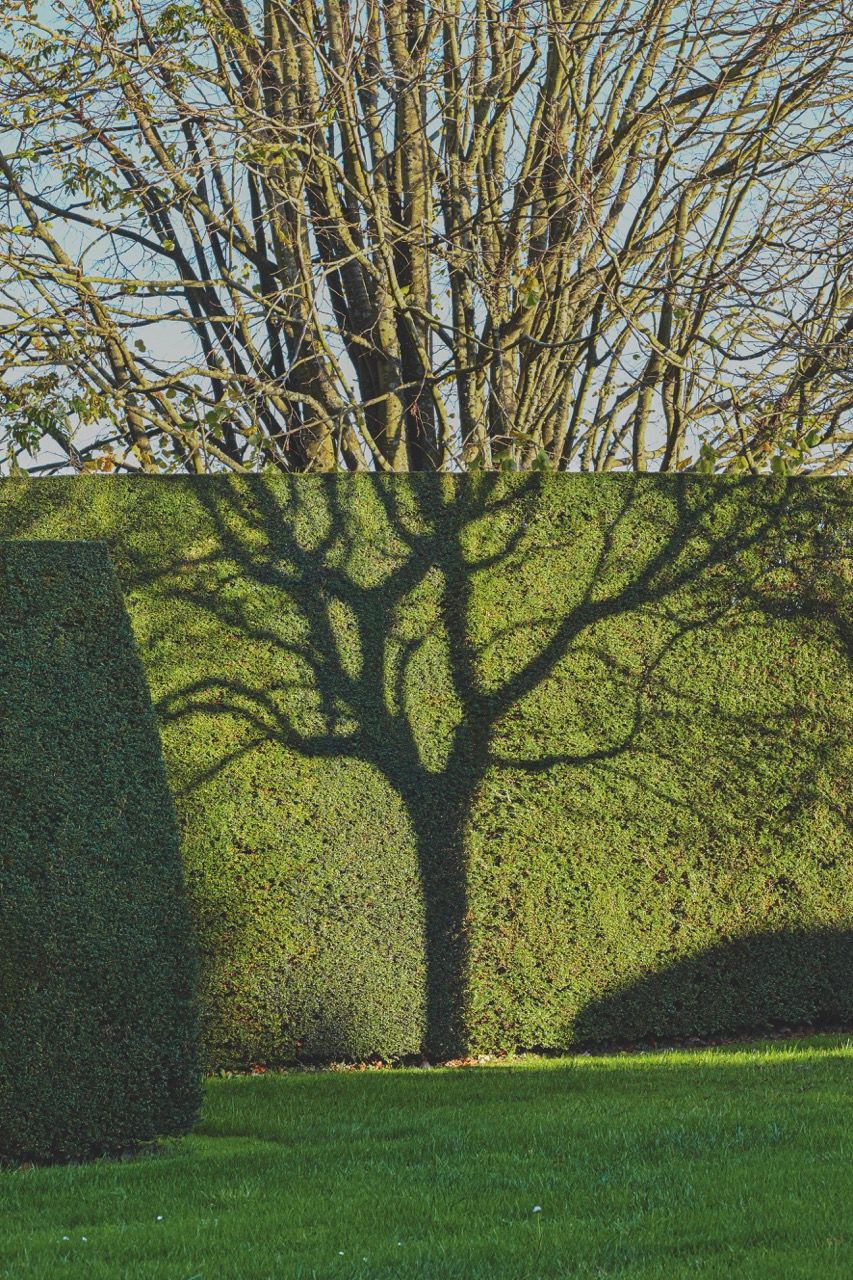 Image may contain Fence Hedge Plant Tree Grass and Vegetation