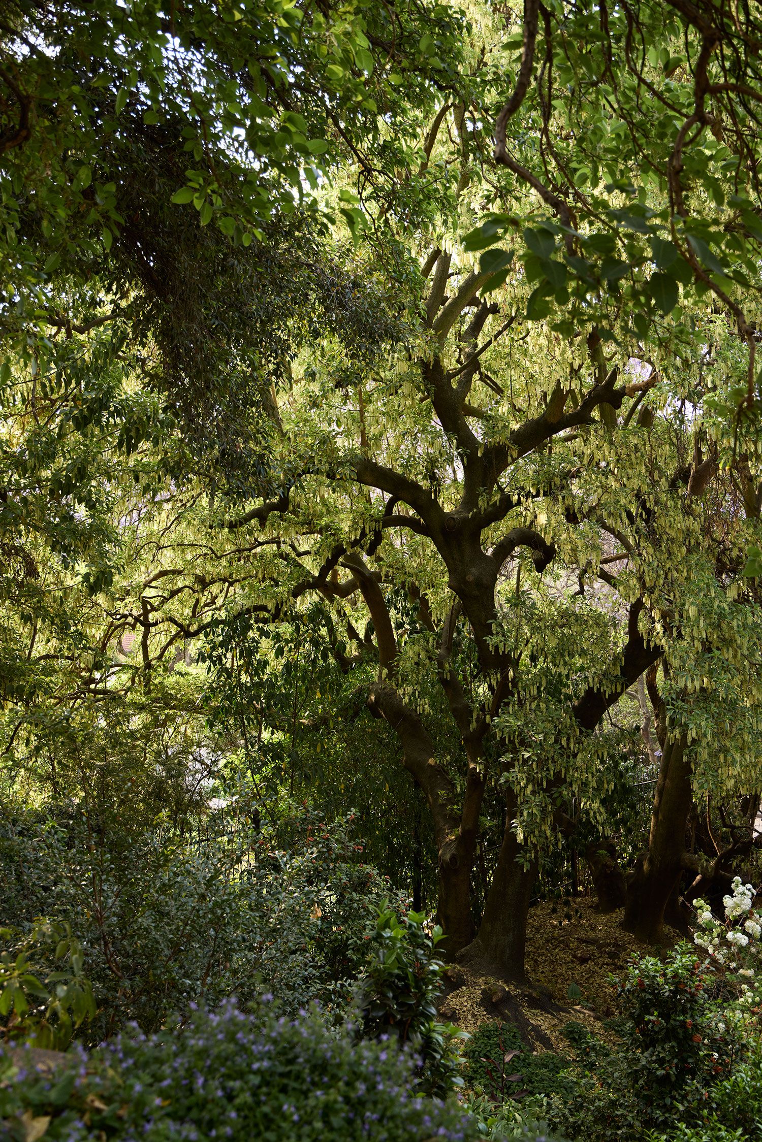 Image may contain Plant Tree Tree Trunk Vegetation Land Nature Outdoors Woodland Grove Jungle and Rainforest