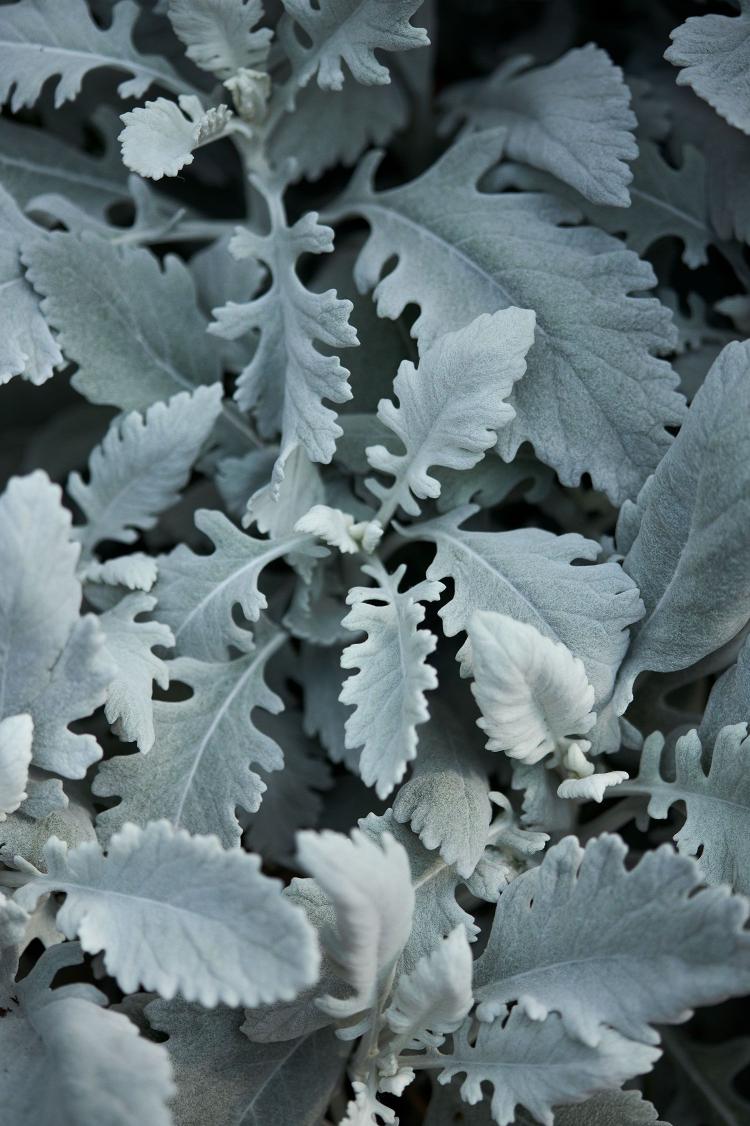 Image may contain Leaf Plant Herbal Herbs Nature Outdoors Weather Ice Frost Snow and Vegetation