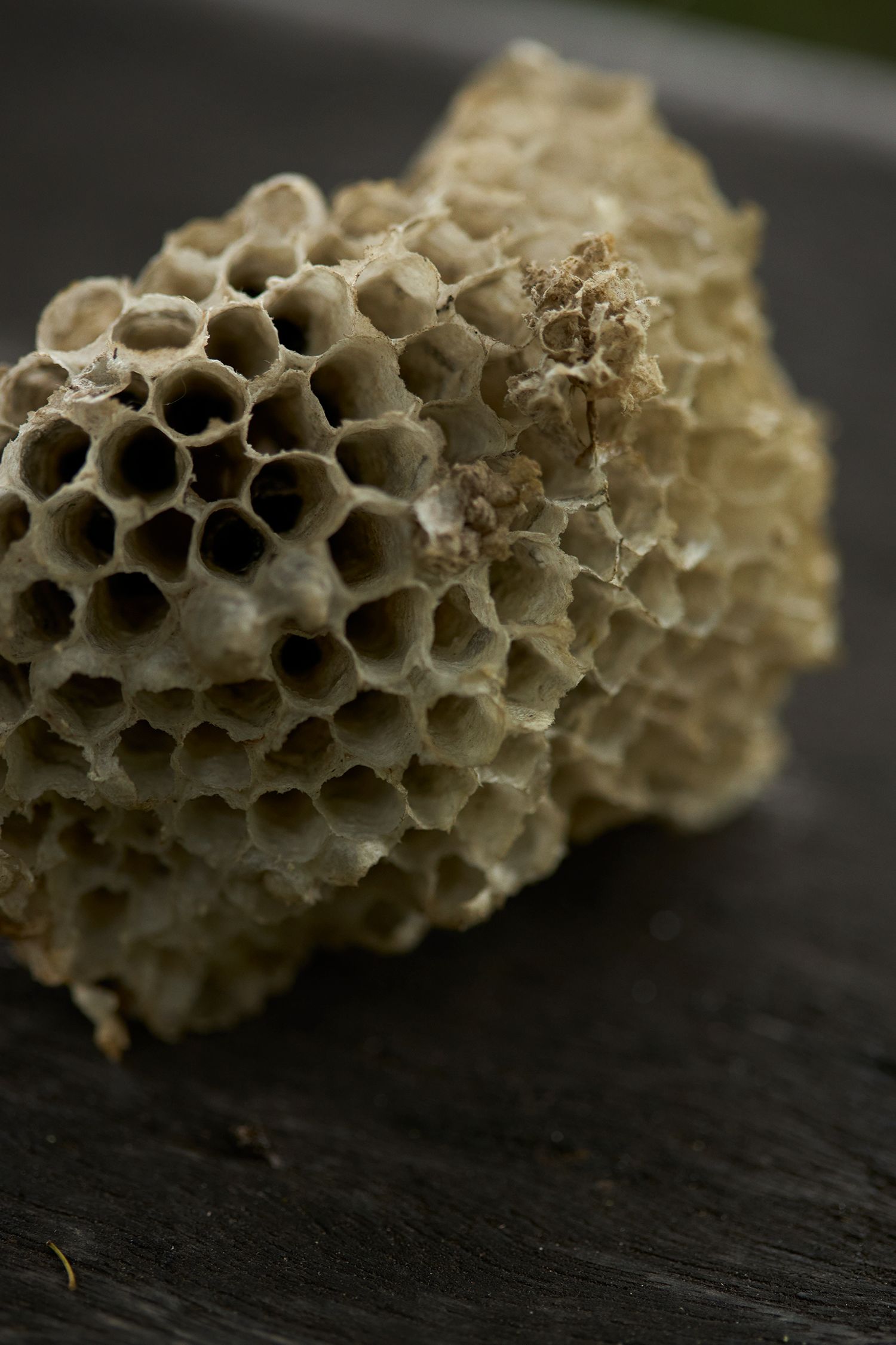 Image may contain Food Honey Honeycomb Animal Bee Insect Invertebrate and Wasp