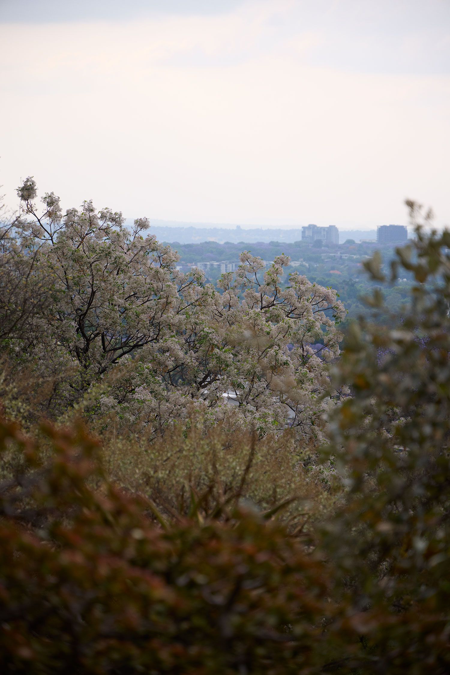 Image may contain Plant Vegetation Tree Land Nature Outdoors Woodland Wilderness Landscape Grove and Scenery