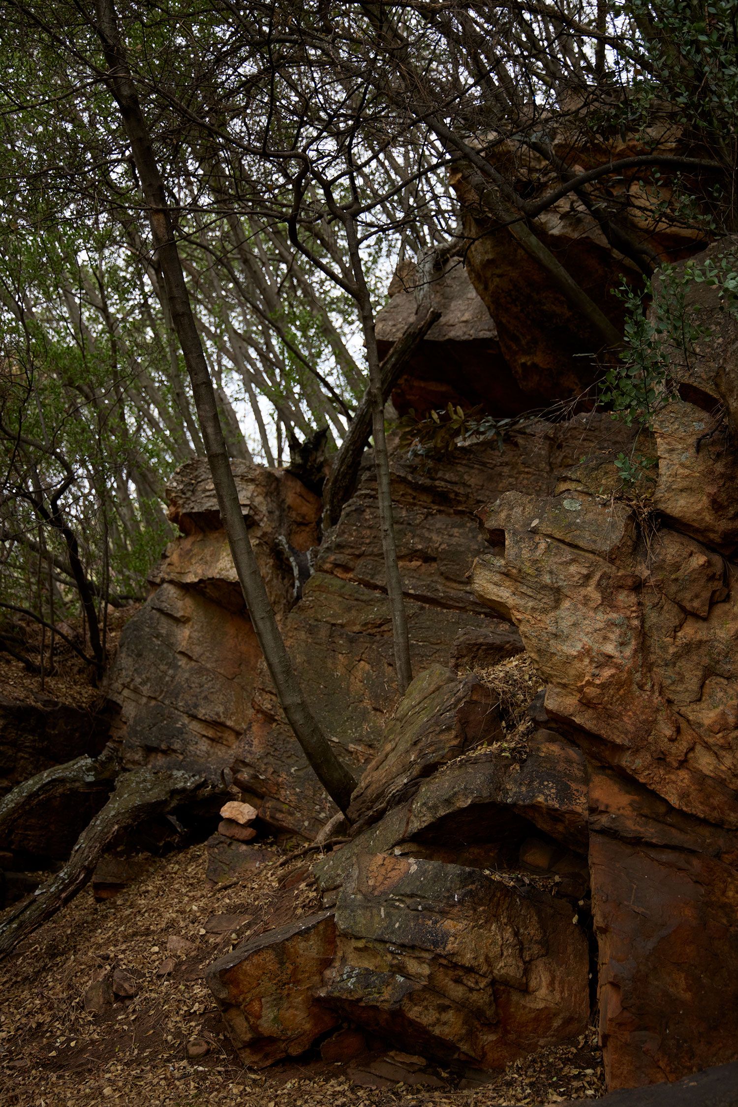 Image may contain Rock Slate Plant Vegetation Soil Tree Nature Outdoors Wilderness Land and Woodland