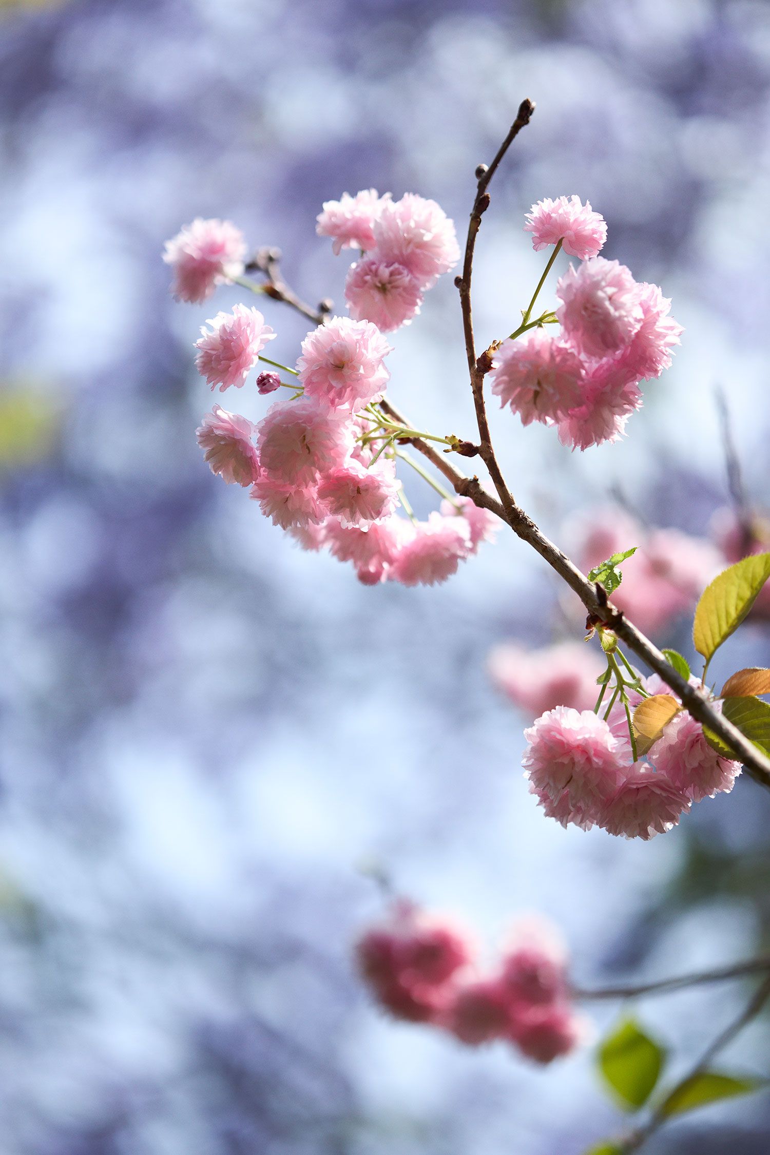 Image may contain Flower Plant Petal and Cherry Blossom