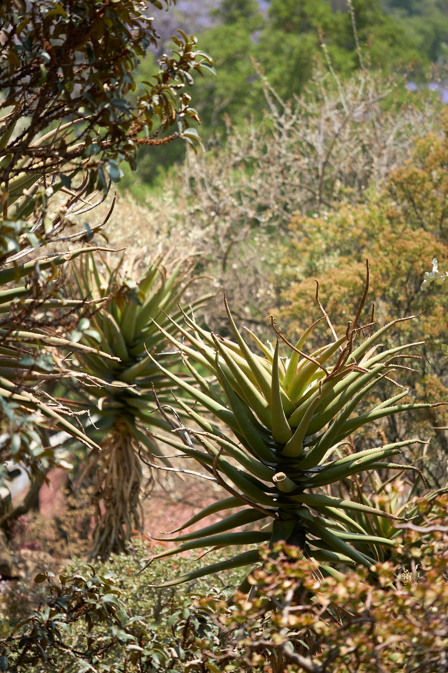 Image may contain Agavaceae and Plant
