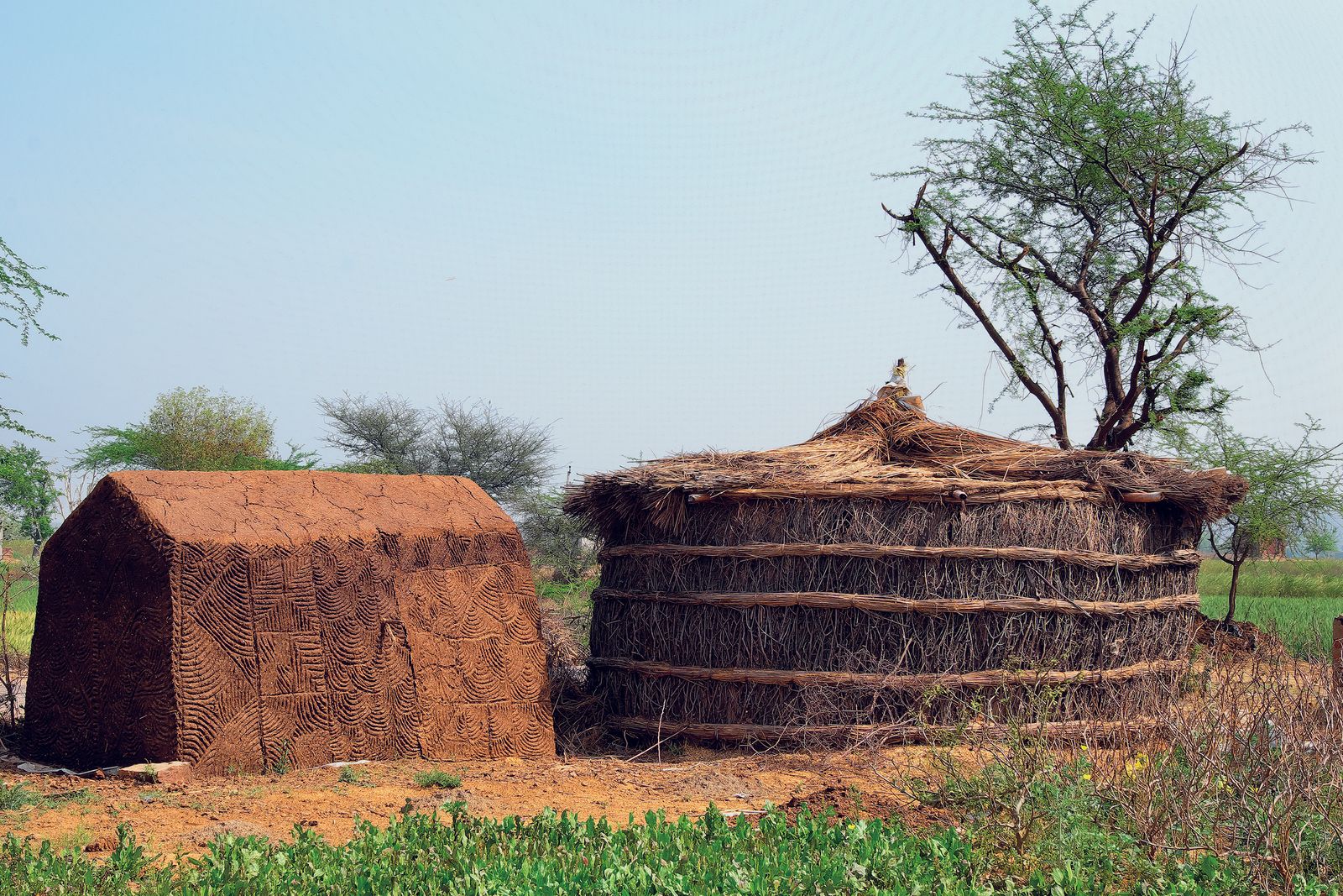 Image may contain Plant Tree Outdoors Nature Countryside Straw Rural and Field
