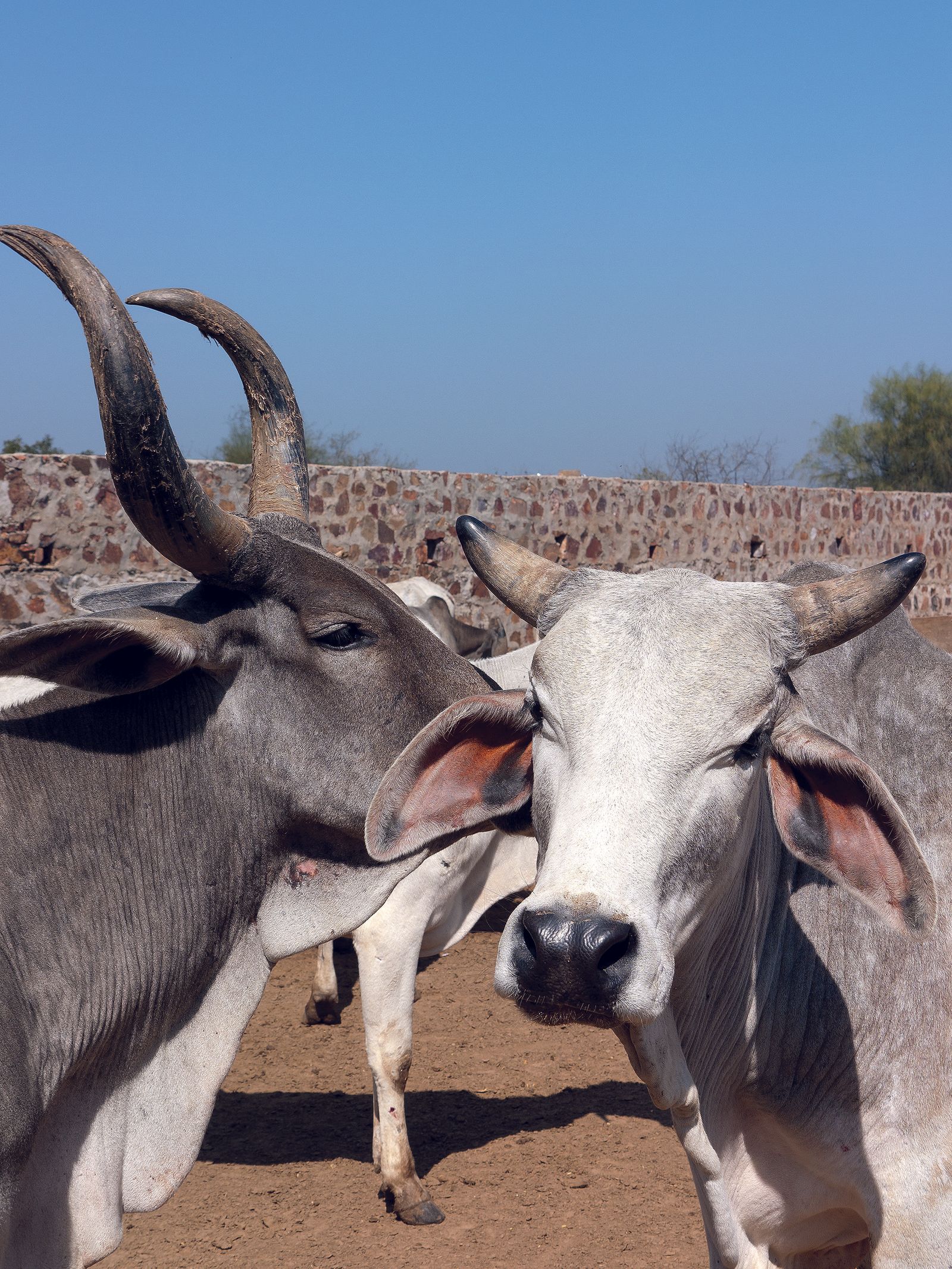 Image may contain Animal Bull Mammal Cattle Livestock Ox and Cow