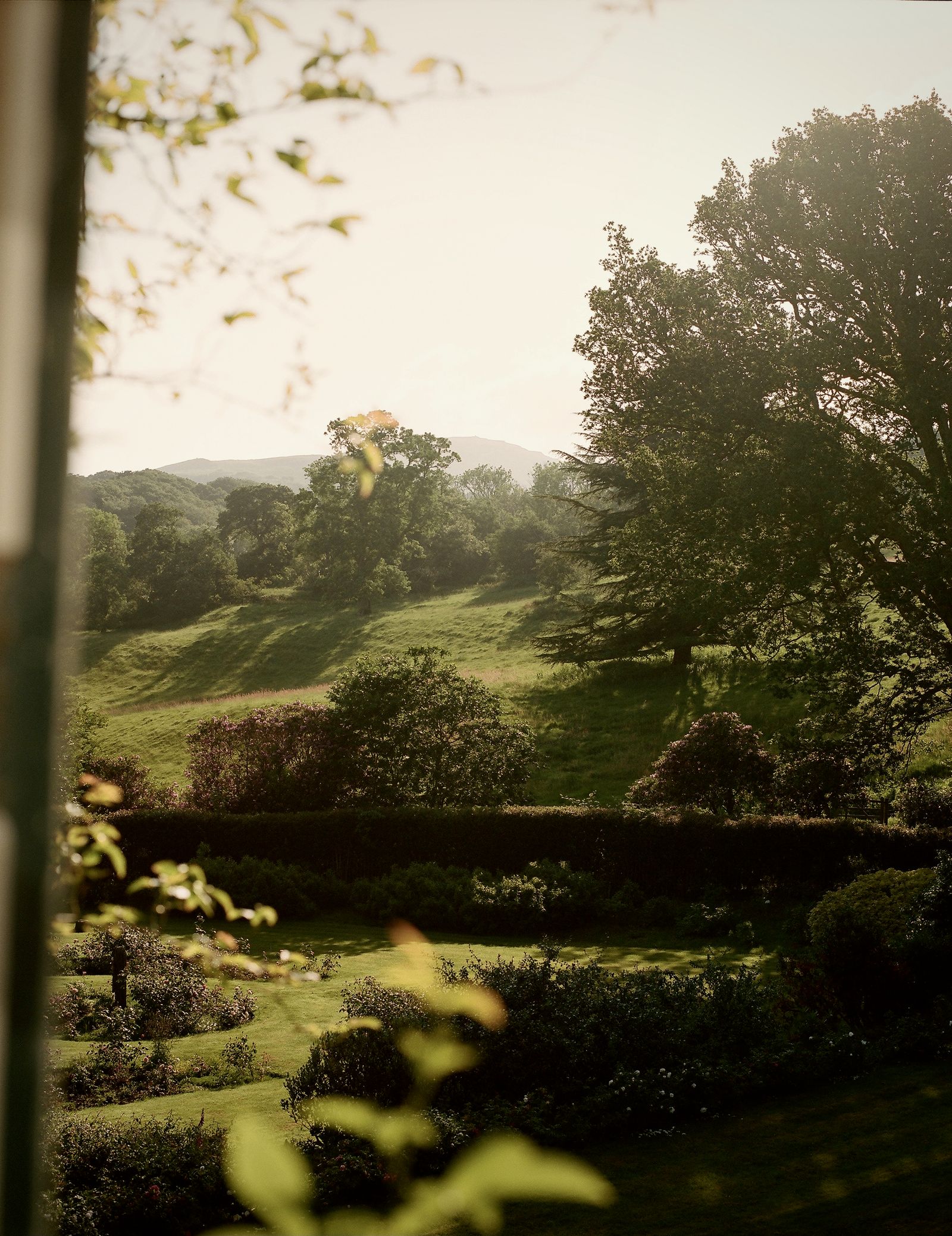 Image may contain Plant Vegetation Grass Grove Land Nature Outdoors Tree Woodland Green Landscape Park and Fence