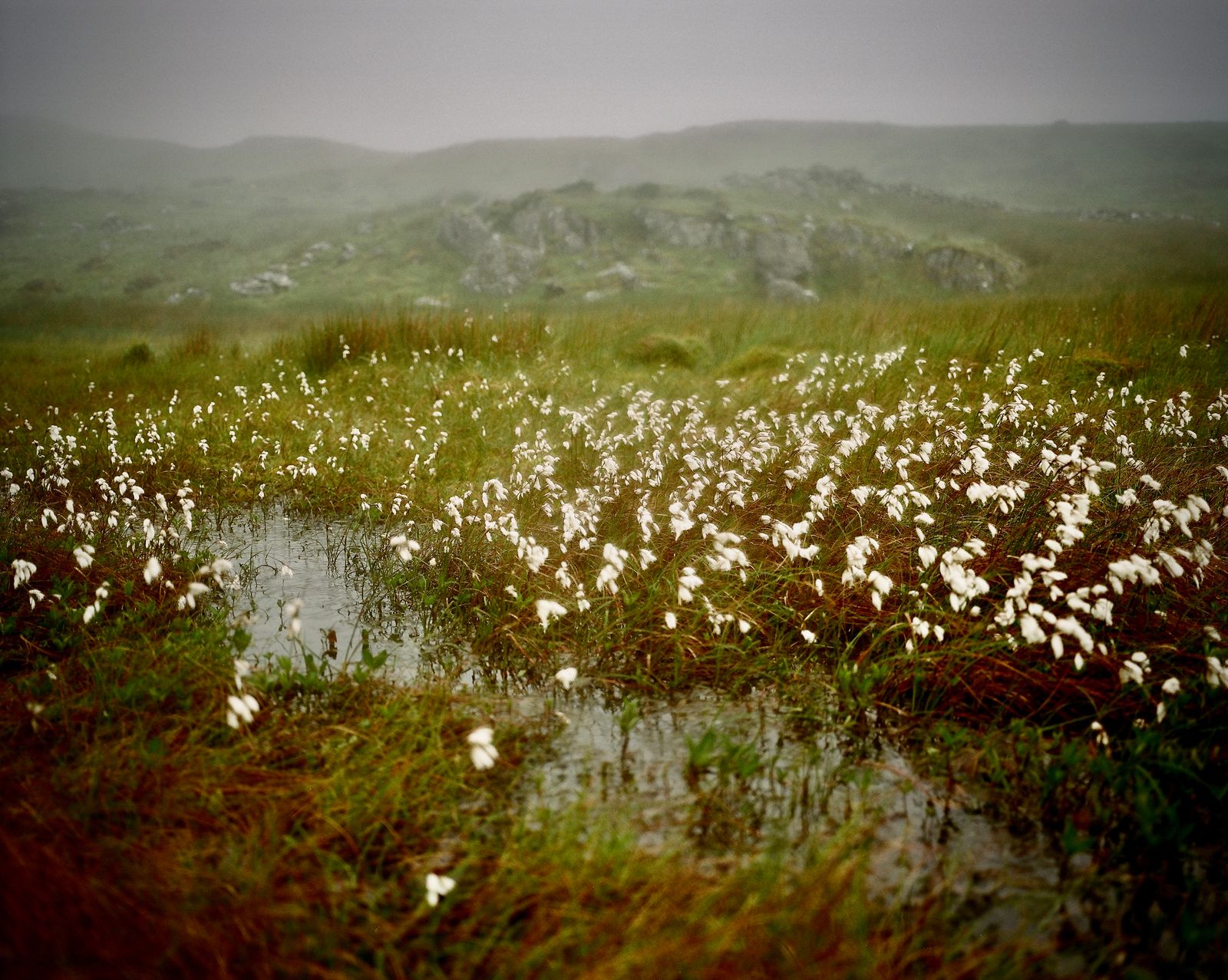 Image may contain Land Nature Outdoors Plant Vegetation Swamp Water Grass Pond and Wilderness