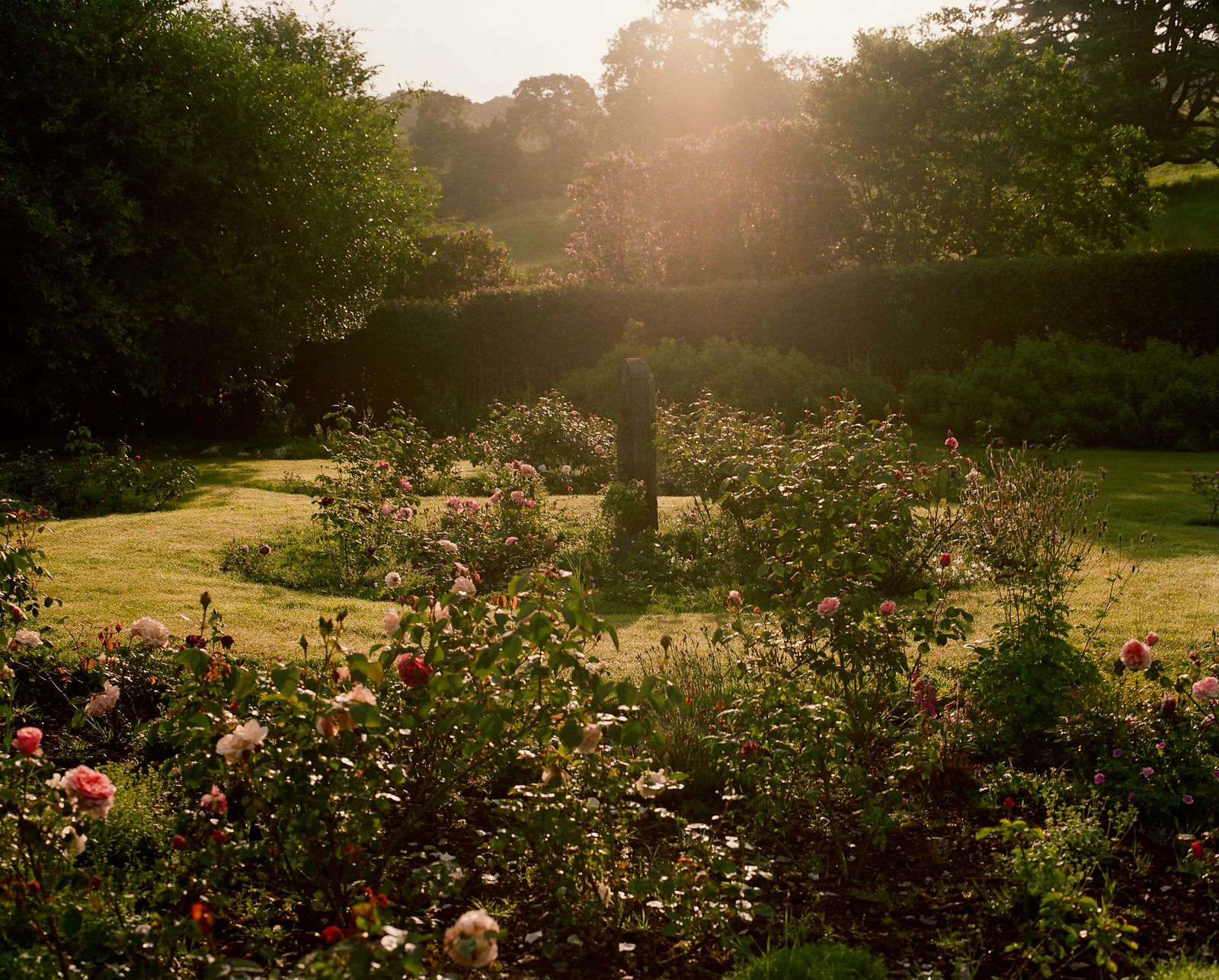 Image may contain Grove Land Nature Outdoors Plant Tree Vegetation Woodland Grass Park Garden and Landscape