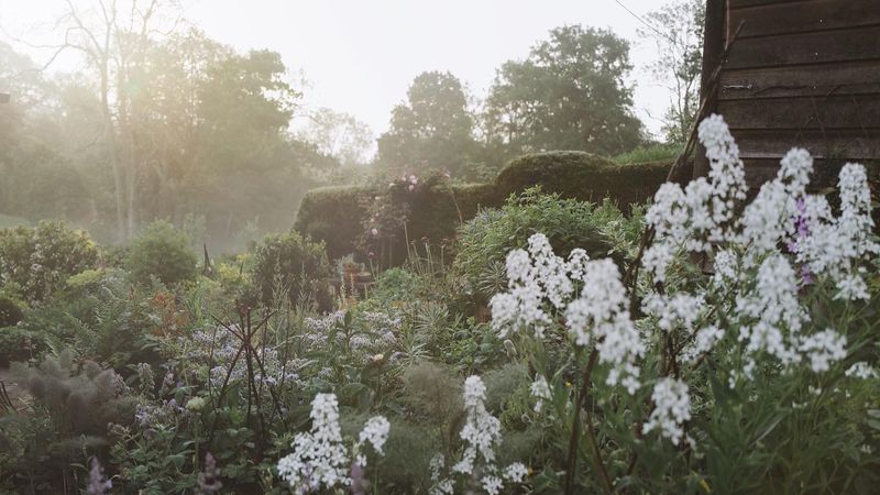 Meet the new budding British flower farmers