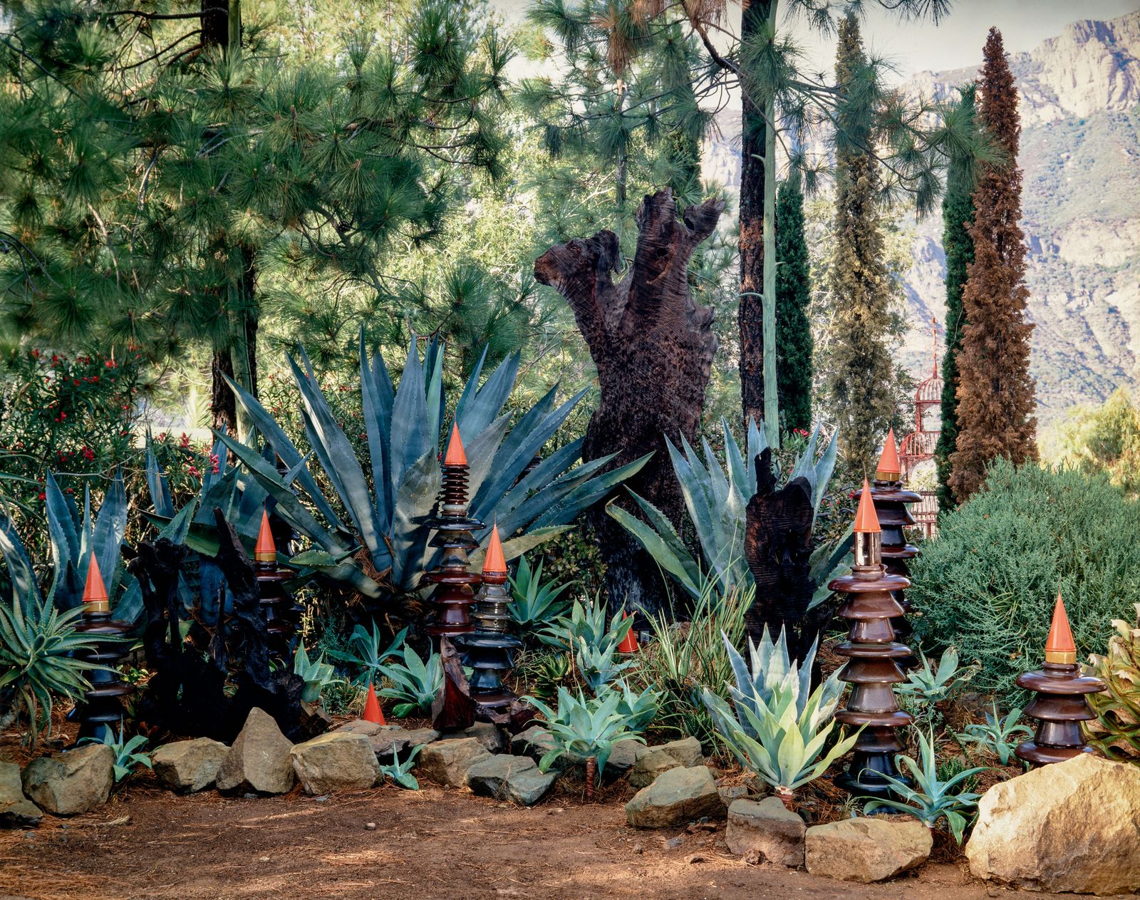 Image may contain Plant Vegetation Tree Potted Plant Agavaceae Garden Nature Outdoors Grass Rock and Land