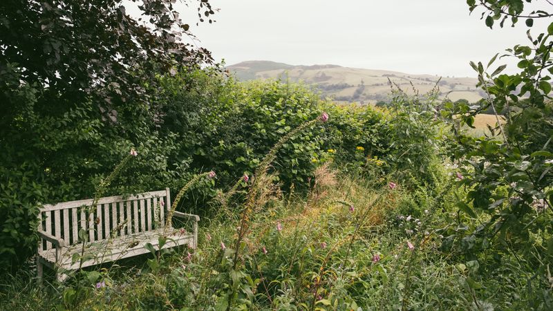 Zuleika Melluish’s ceramic works sprout from her Welsh wild garden