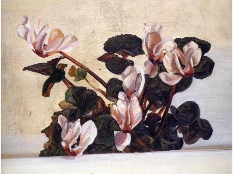 Cyclamen: a floral history