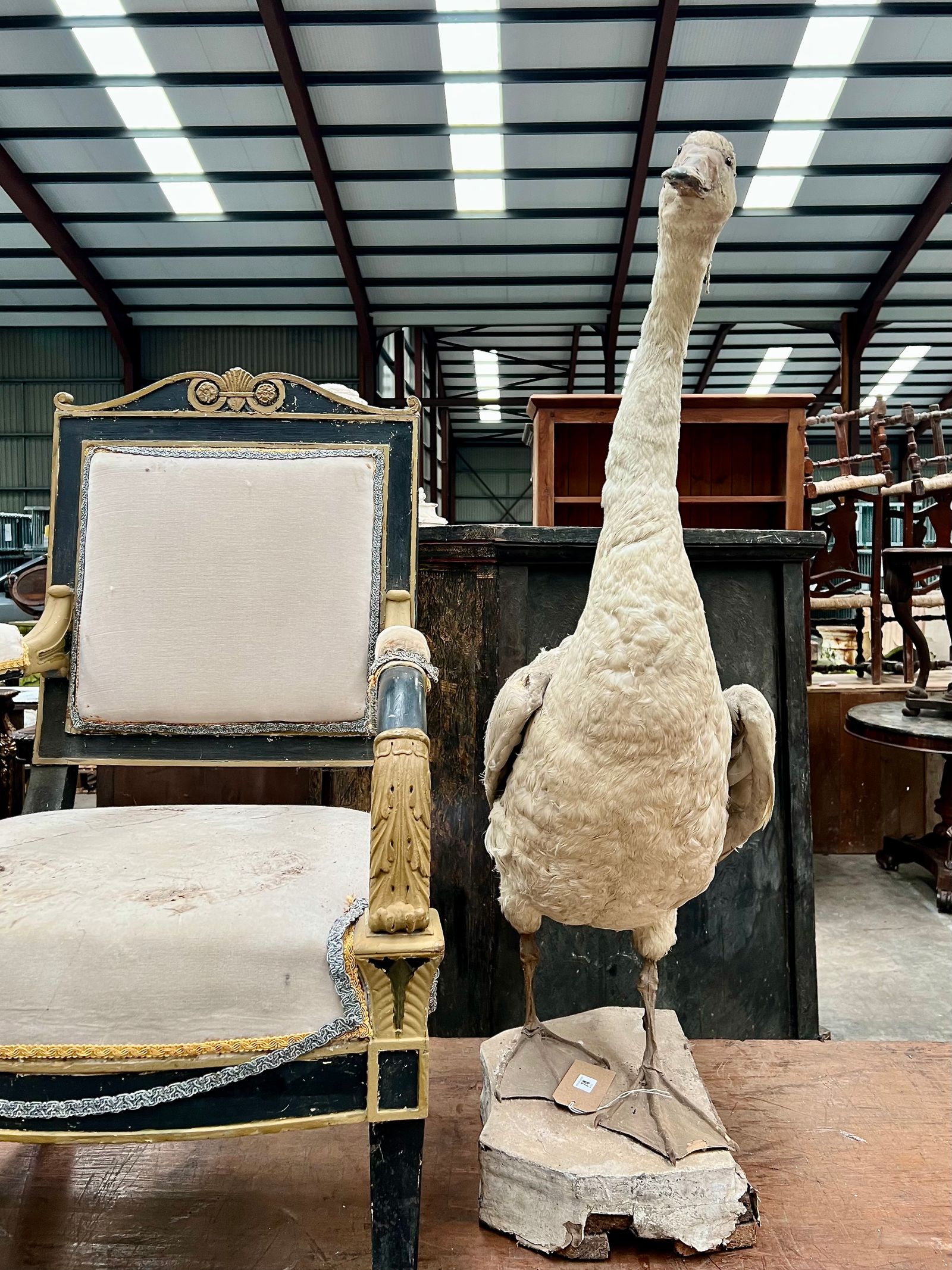 Image may contain Desk Furniture Table Animal Bird Indoors and Chair