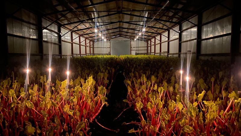 Yorkshire’s forced rhubarb: a tradition that spans generations, with a romantic twist