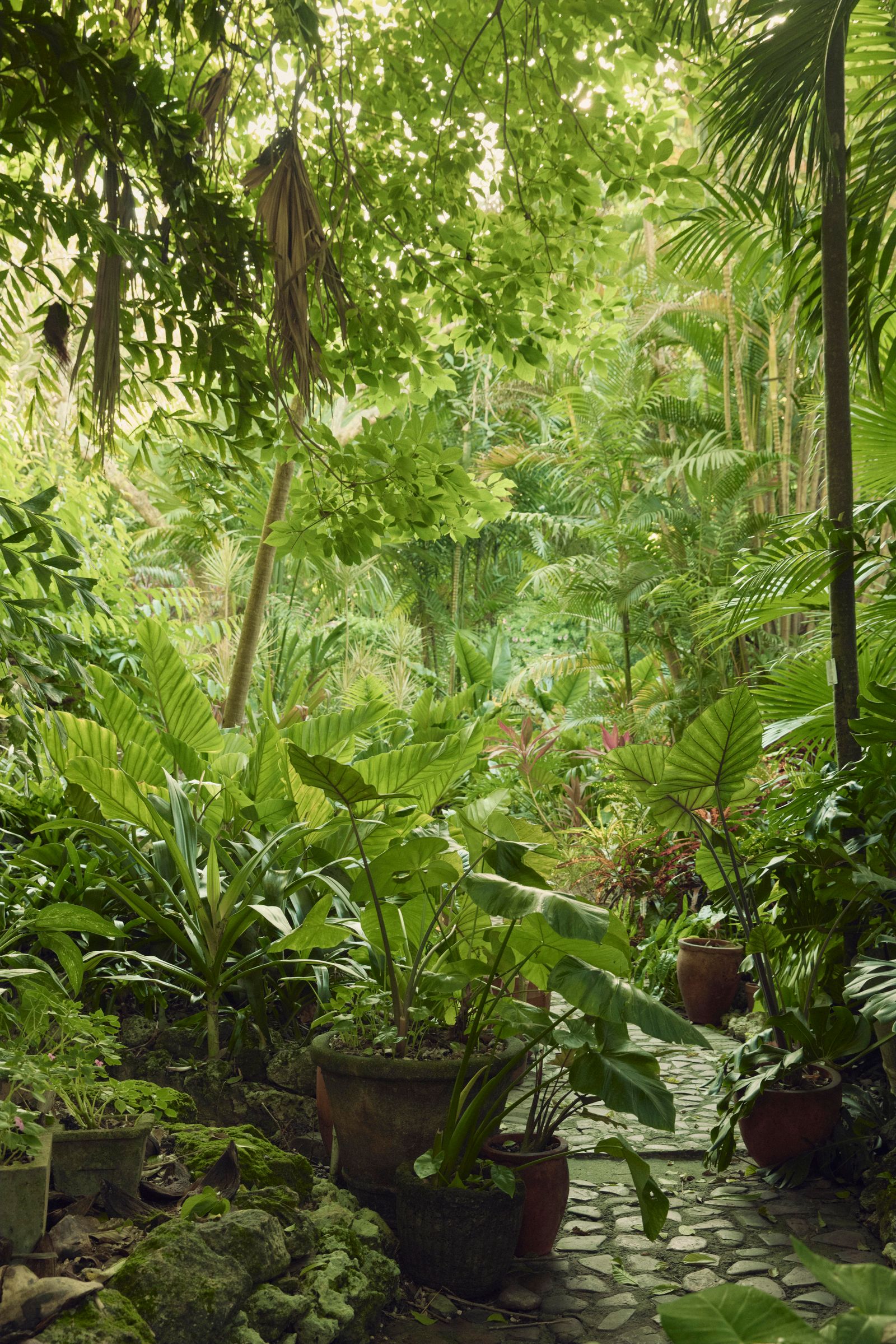 Image may contain Land Nature Outdoors Plant Rainforest Tree Vegetation Jungle Leaf Potted Plant Jar and Planter