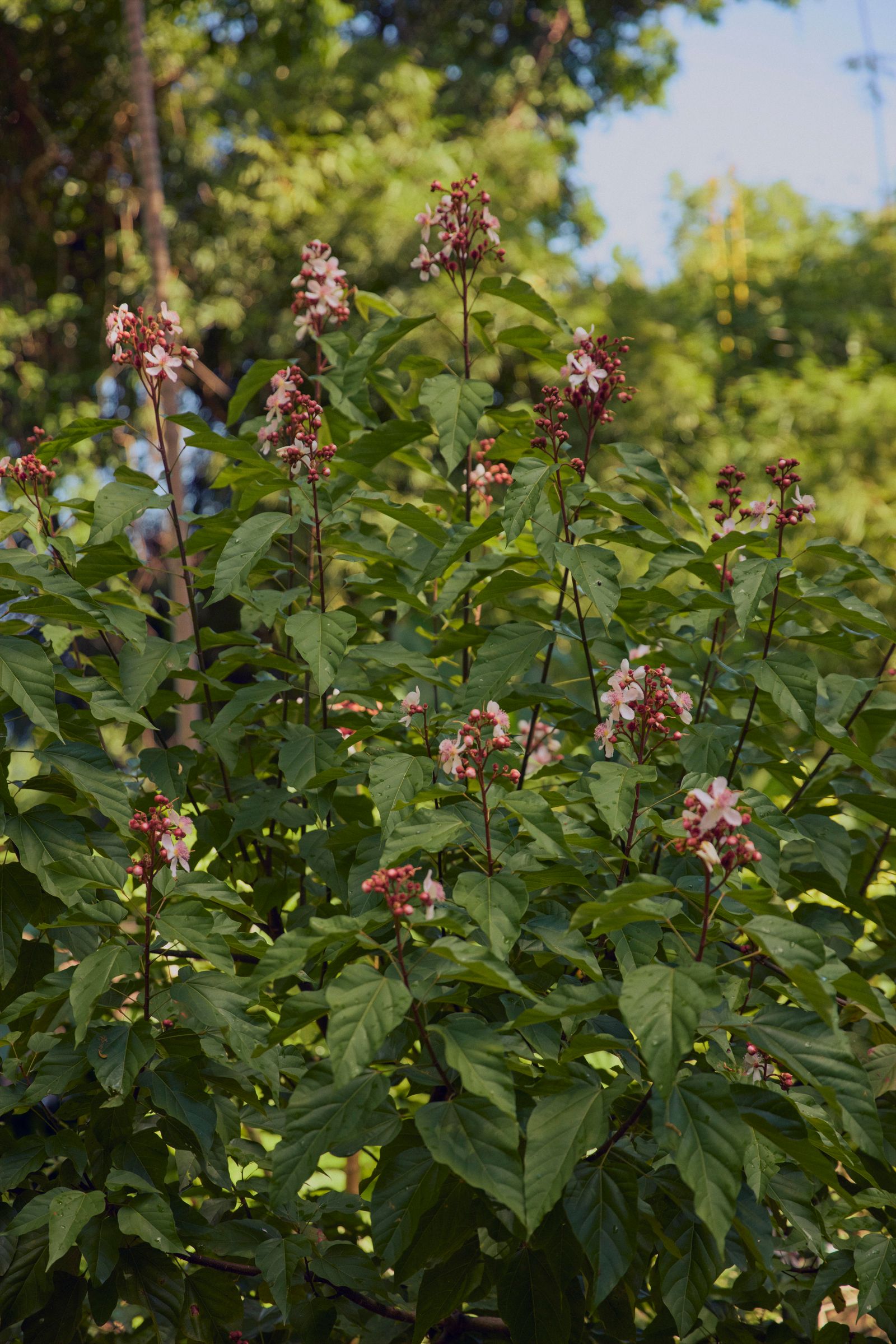 Image may contain Plant Vegetation Acanthaceae Flower Herbal Herbs Leaf Green Tree Grass Land and Nature