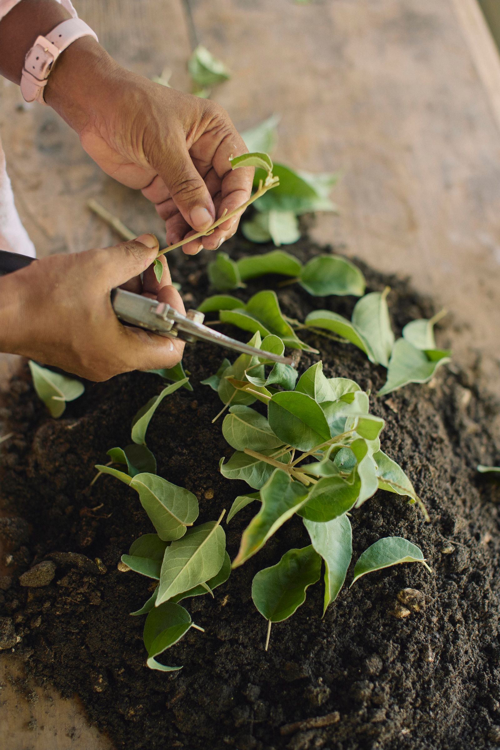 Image may contain Garden Nature Outdoors Gardening Leaf Plant Person Planting Accessories Bracelet and Jewelry