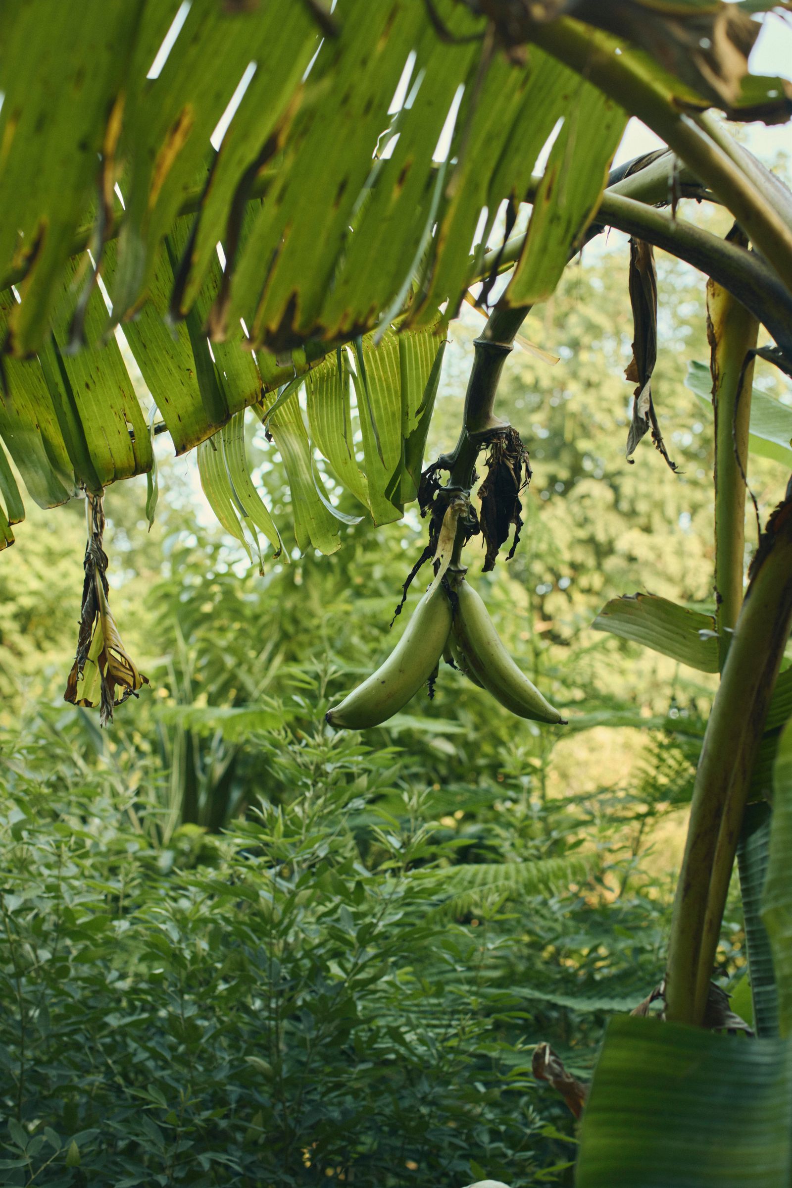 Image may contain Banana Food Fruit Plant Produce and Vegetation