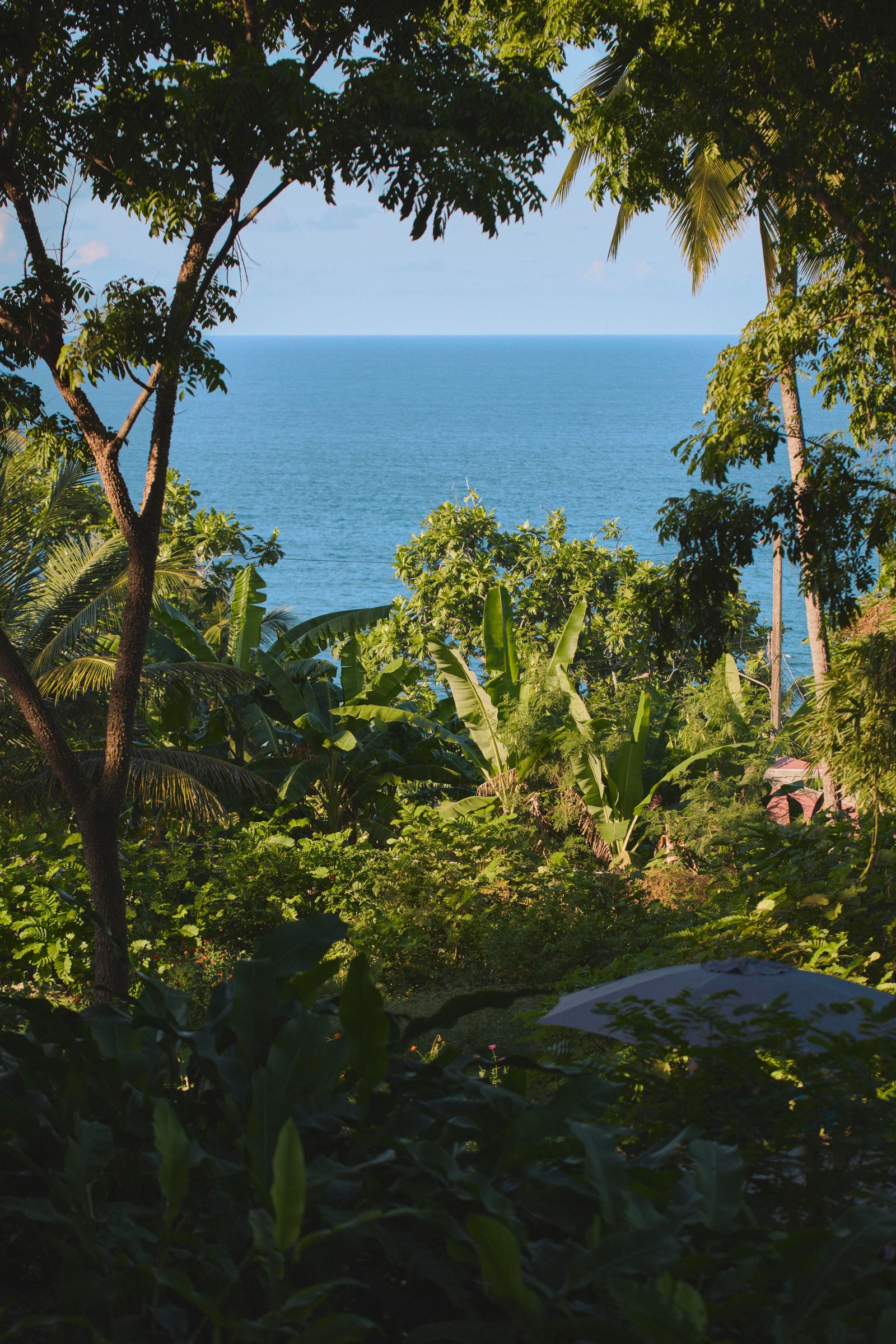 Image may contain Jungle Nature Outdoors Plant Summer Vegetation Land Rainforest Tree Green Scenery and Herbal