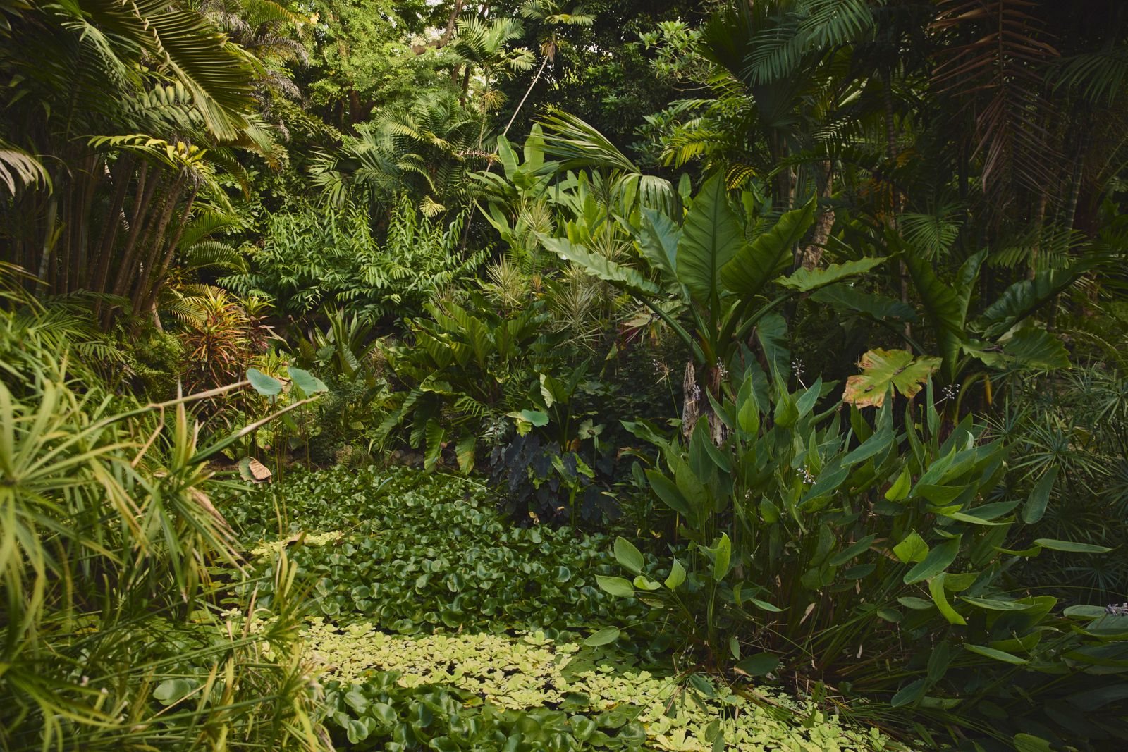 Image may contain Jungle Land Nature Outdoors Plant Rainforest Tree Vegetation Woodland and Garden