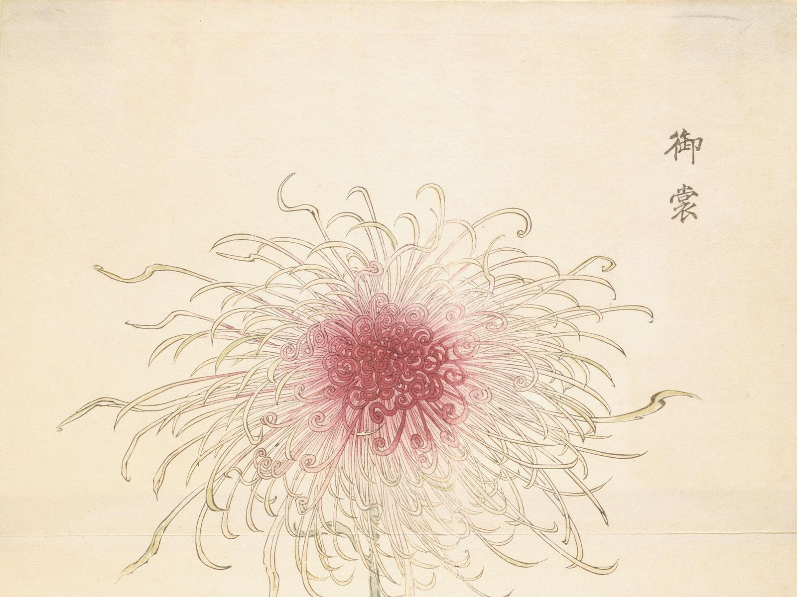 Spider Chrysanthemum