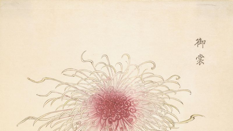 Spider Chrysanthemum
