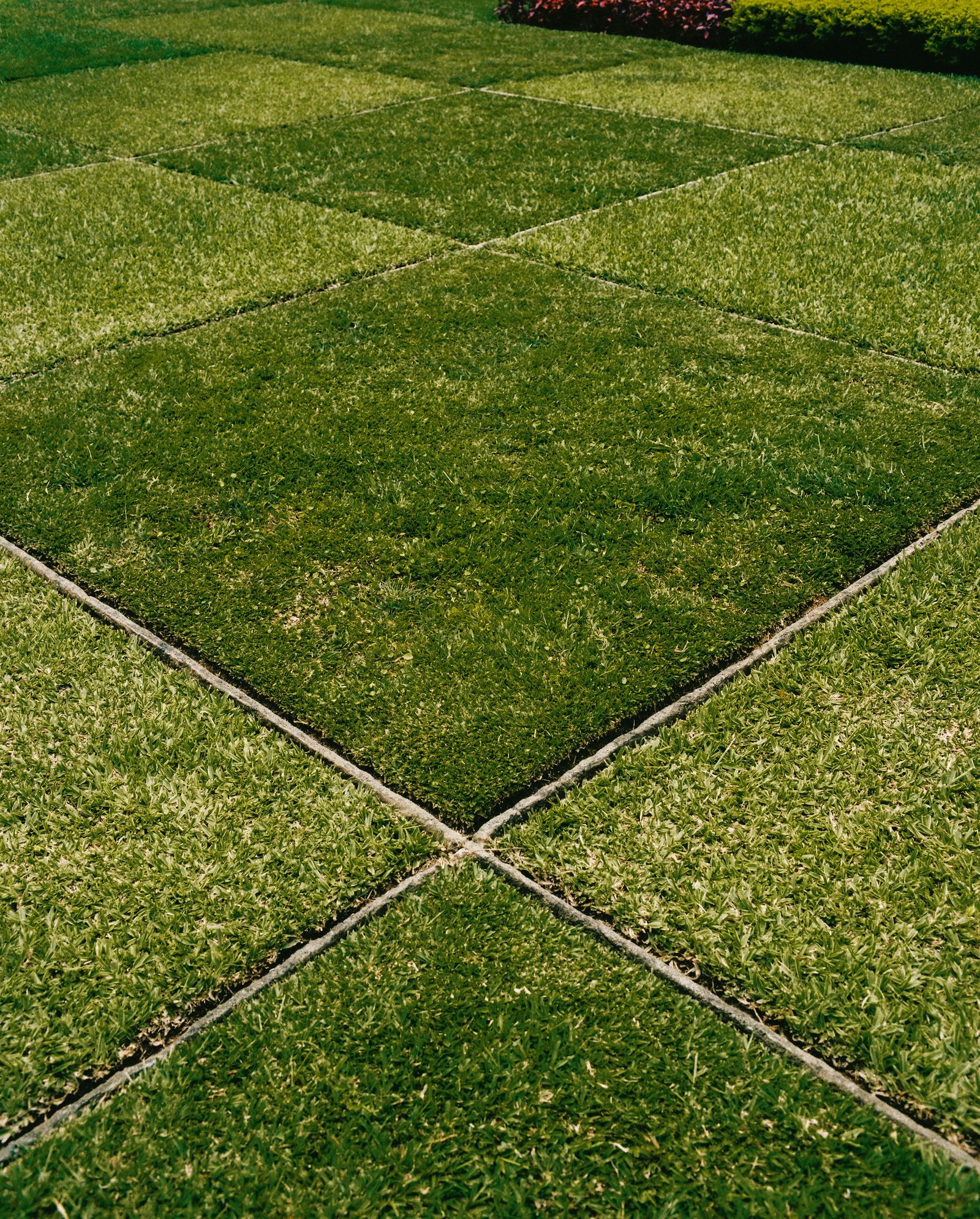 Image may contain Grass Plant Lawn and Vegetation
