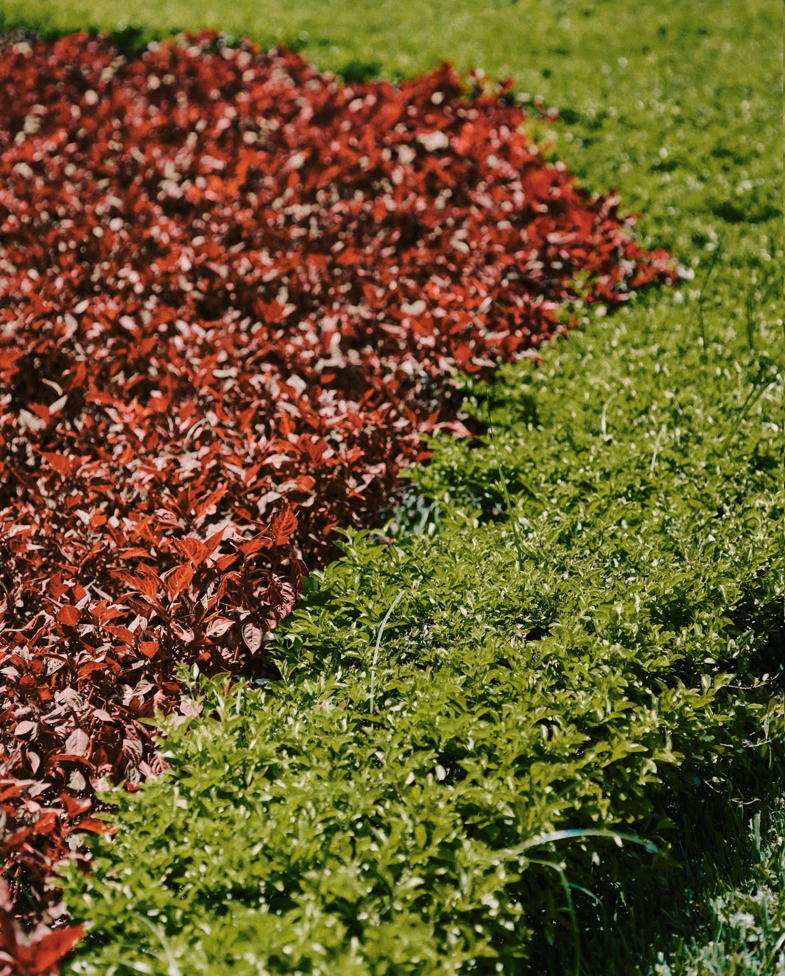 Image may contain Plant Vegetation Grass Leaf Fence Hedge and Outdoors