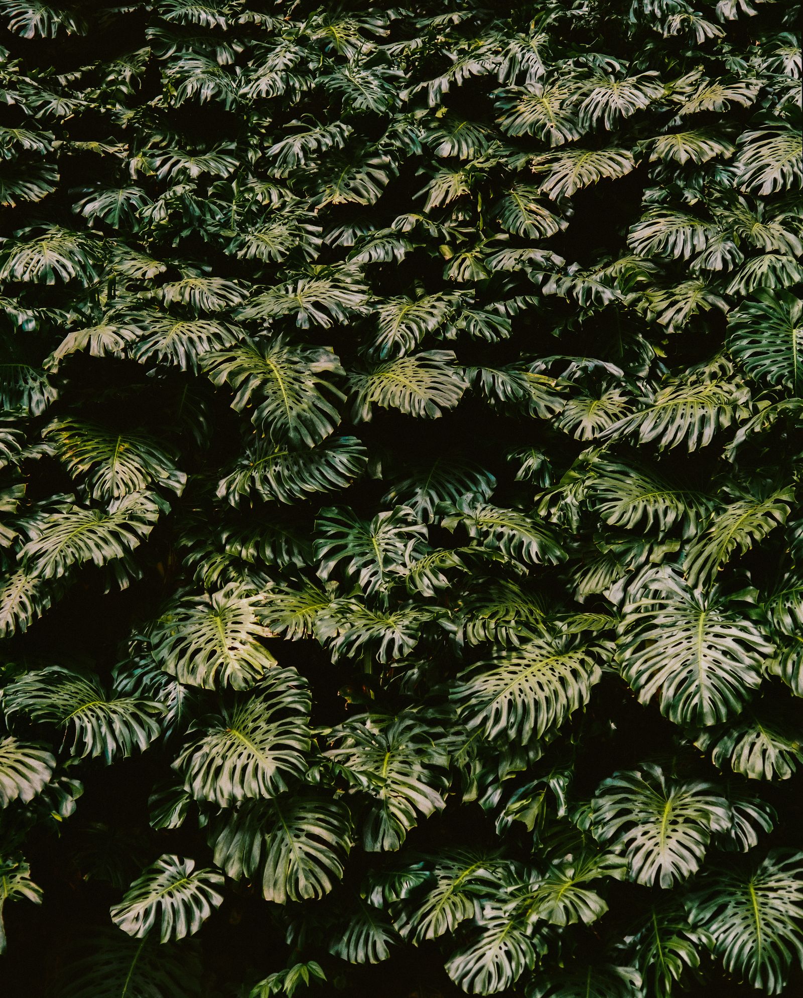 Image may contain Plant Vegetation Land Nature Outdoors Tree Woodland Jungle Leaf Rainforest Green and Moss