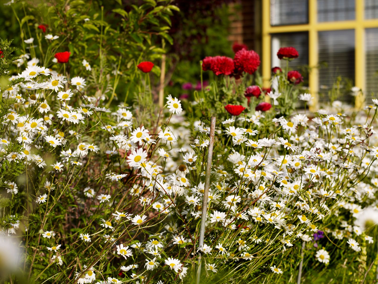 Image may contain Daisy Flower Plant Petal Anemone Herbal Herbs Vegetation Geranium Garden Nature and Outdoors