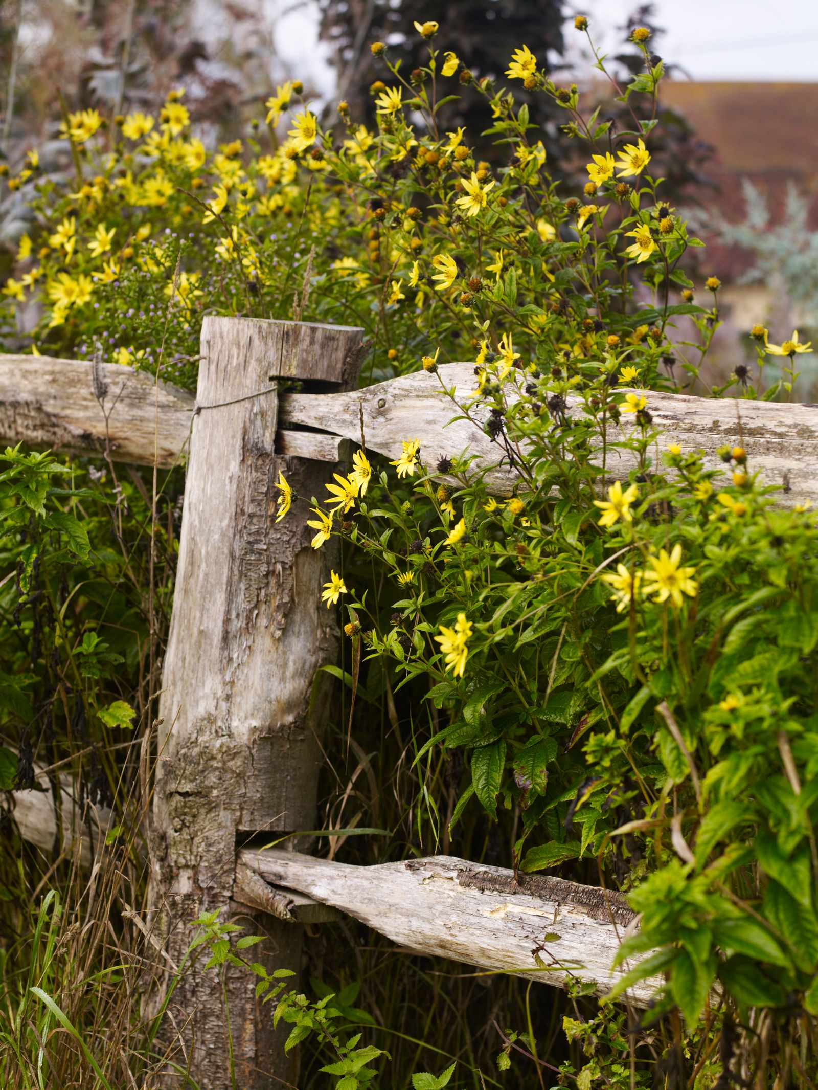 Image may contain Plant Vegetation Wood Daisy Flower Herbal Herbs Tree Nature Outdoors Leaf Yard and Petal