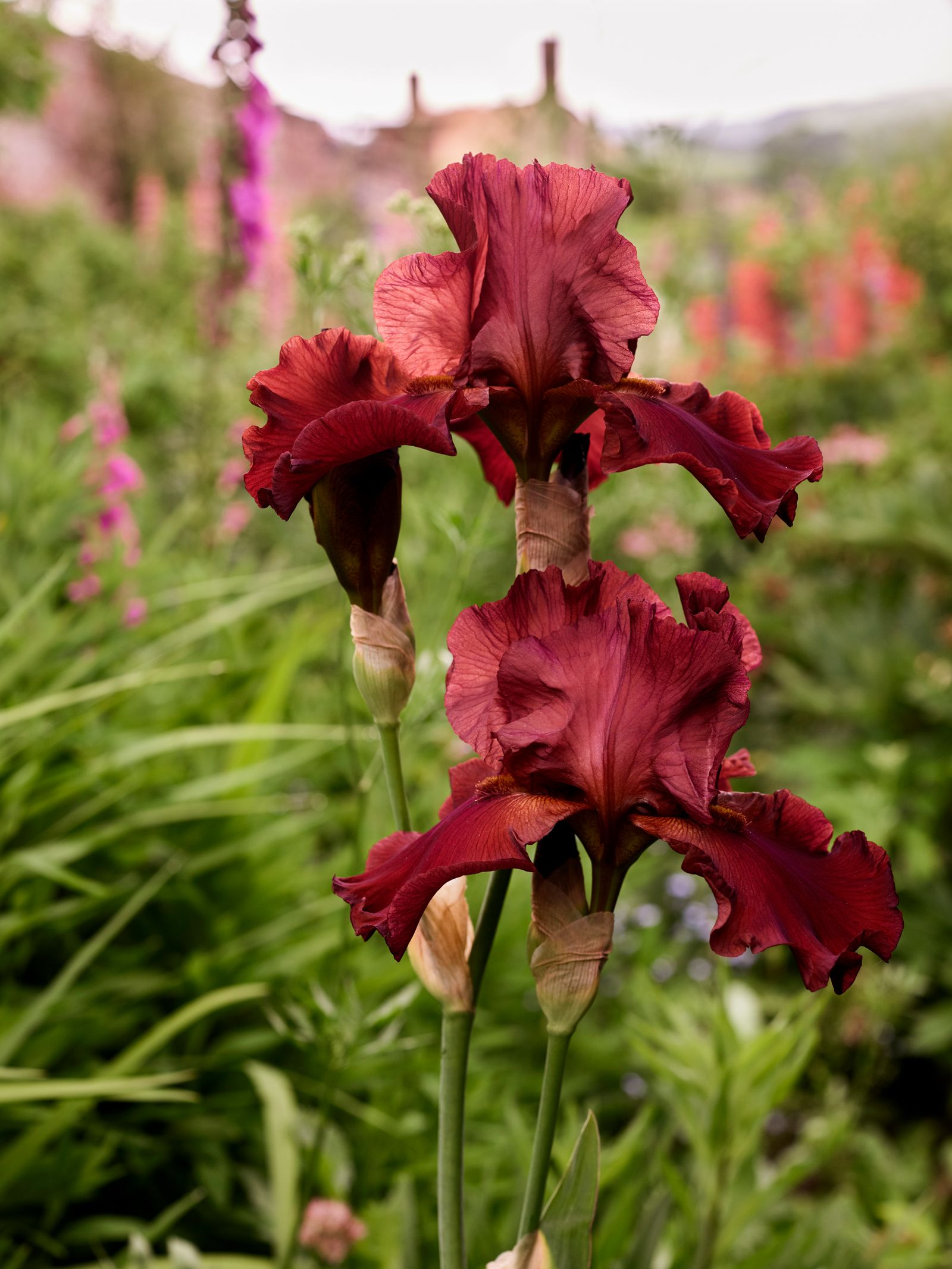 Image may contain Flower Plant Petal Iris and Geranium