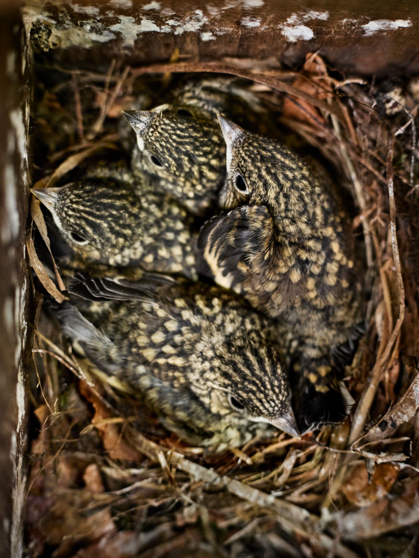Image may contain Nest Animal Beak and Bird