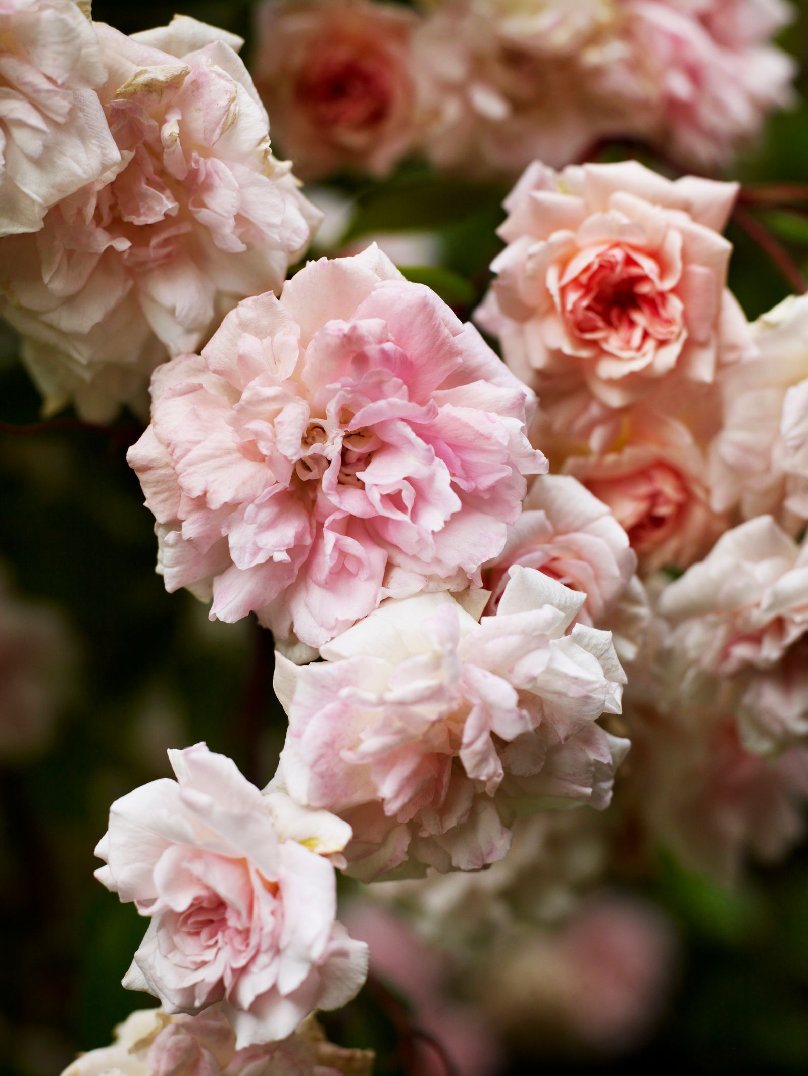 Image may contain Flower Plant Petal Rose Geranium and Carnation