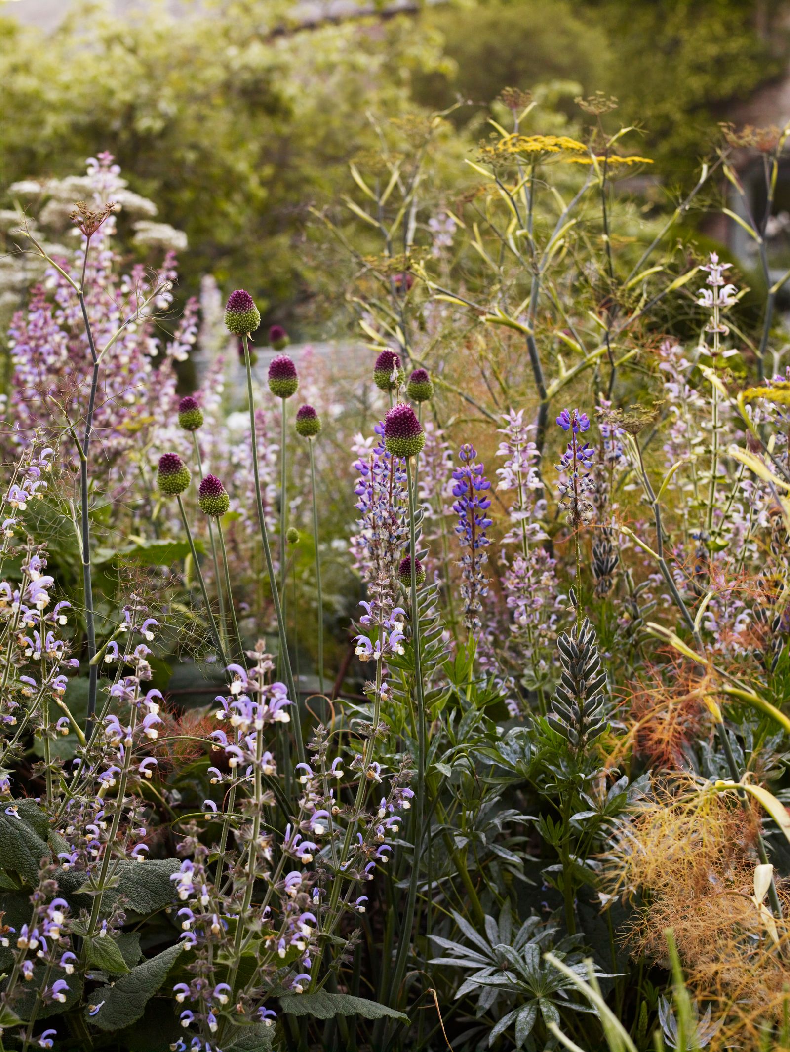 Image may contain Herbal Herbs Plant Flower Lupin Vegetation Purple Garden Nature Outdoors and Grass