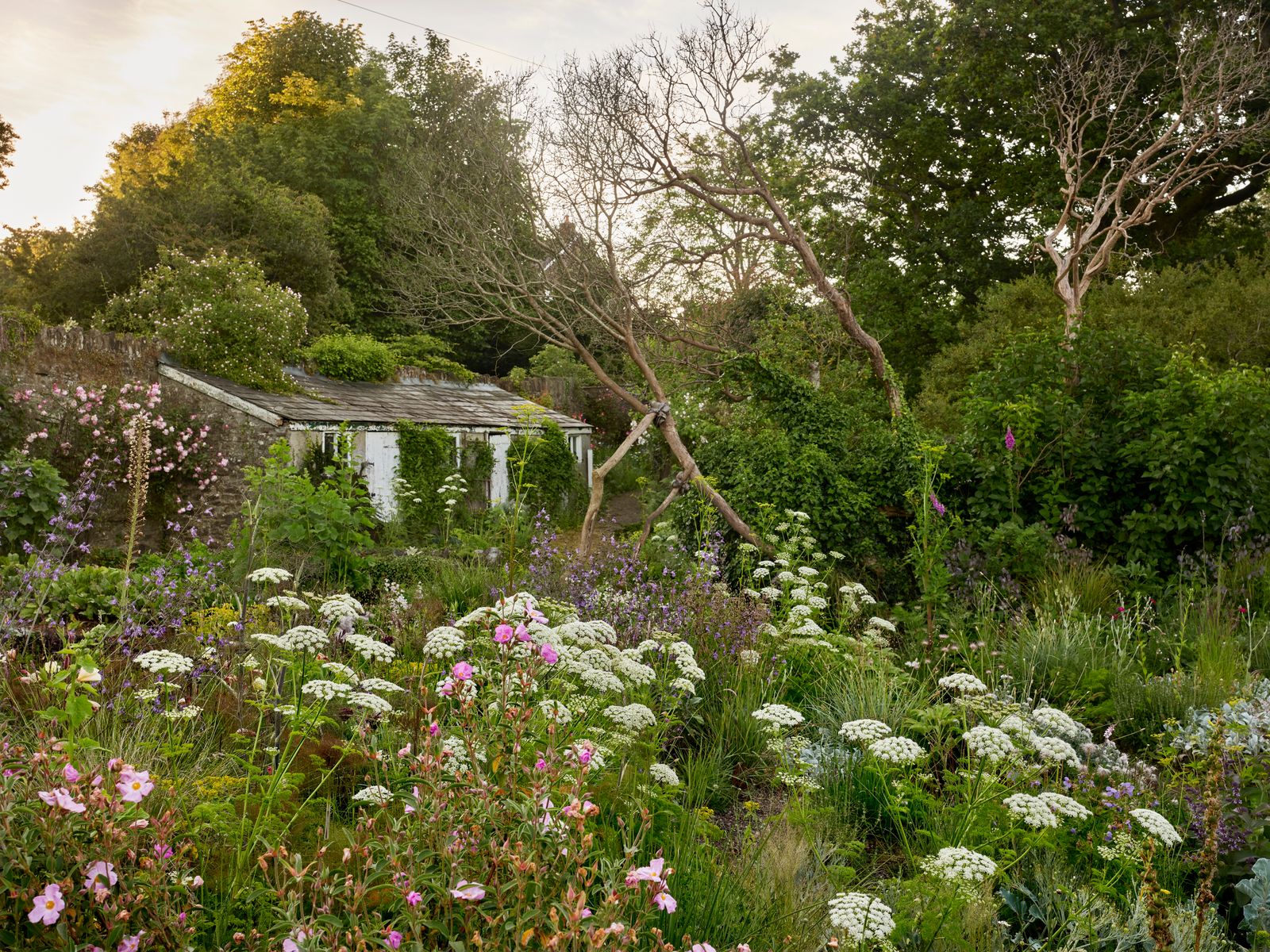 Image may contain Herbal Herbs Plant Garden Nature Outdoors Vegetation Architecture Building Cottage and House