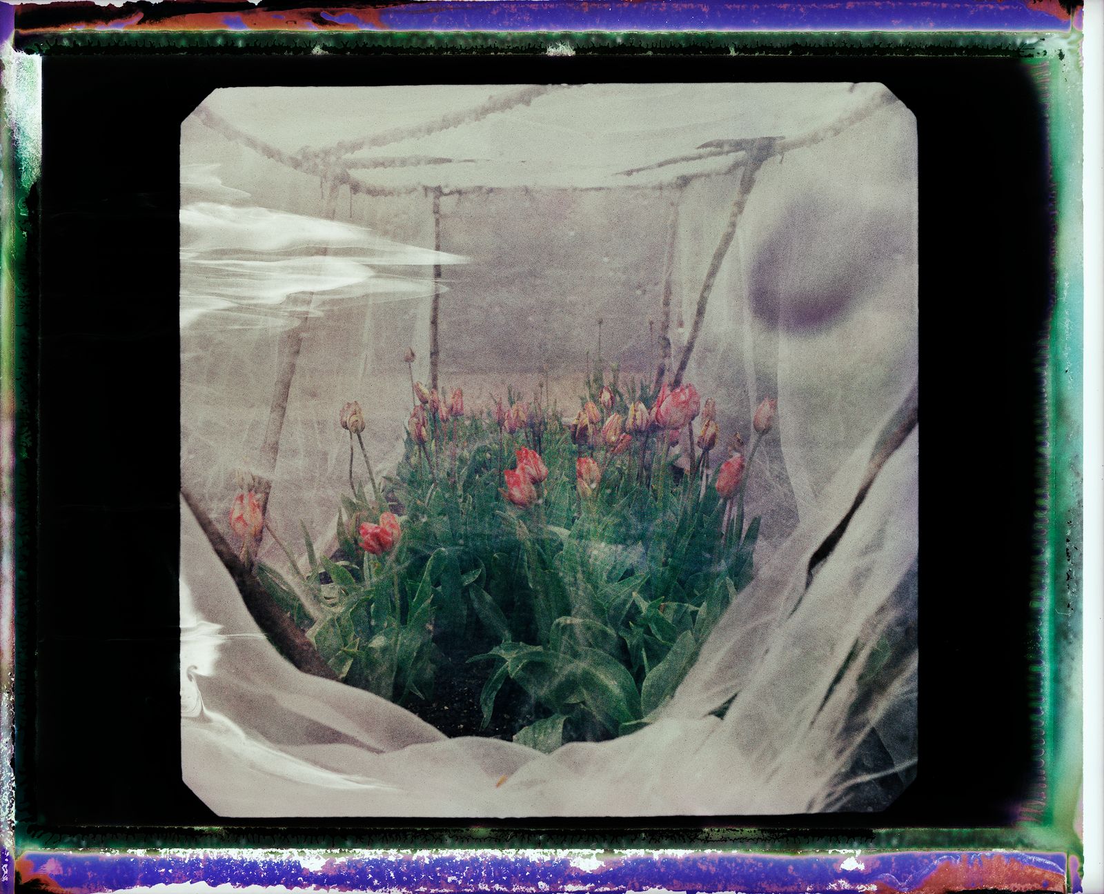 Polly Nicholson’s tulips are the spitting image of their oil-painted ancestors