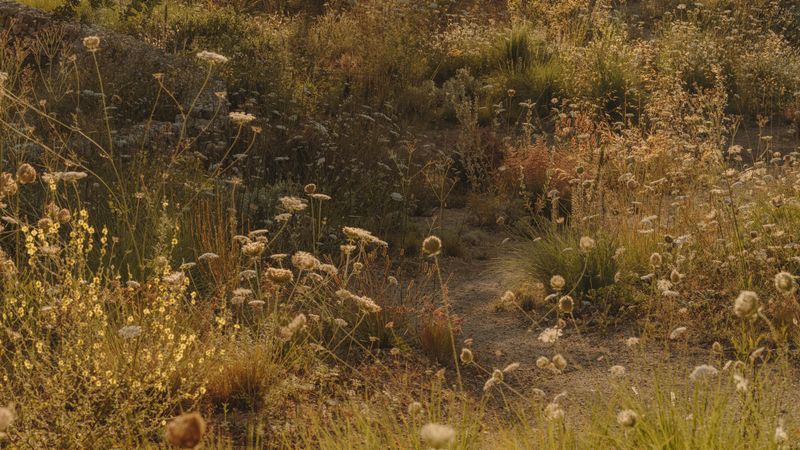 Luciano Giubbilei’s wild garden in northeastern Mallorca