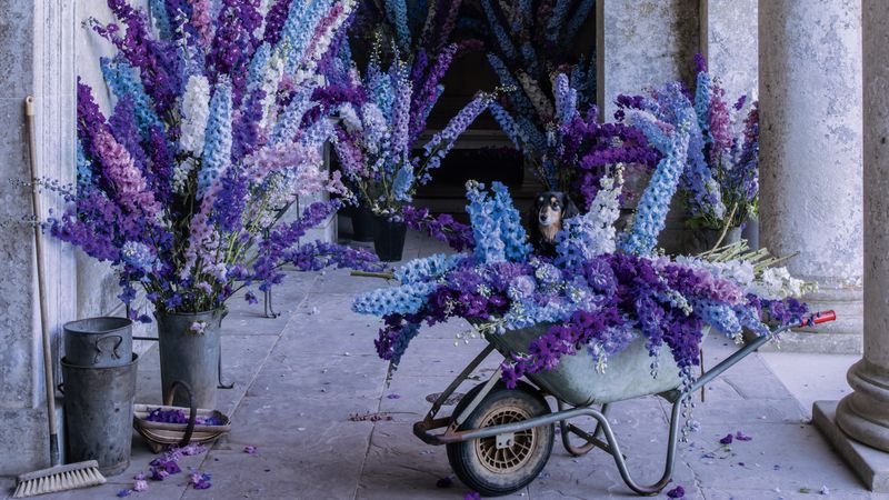 Edward Steichen: the oracle of delphiniums