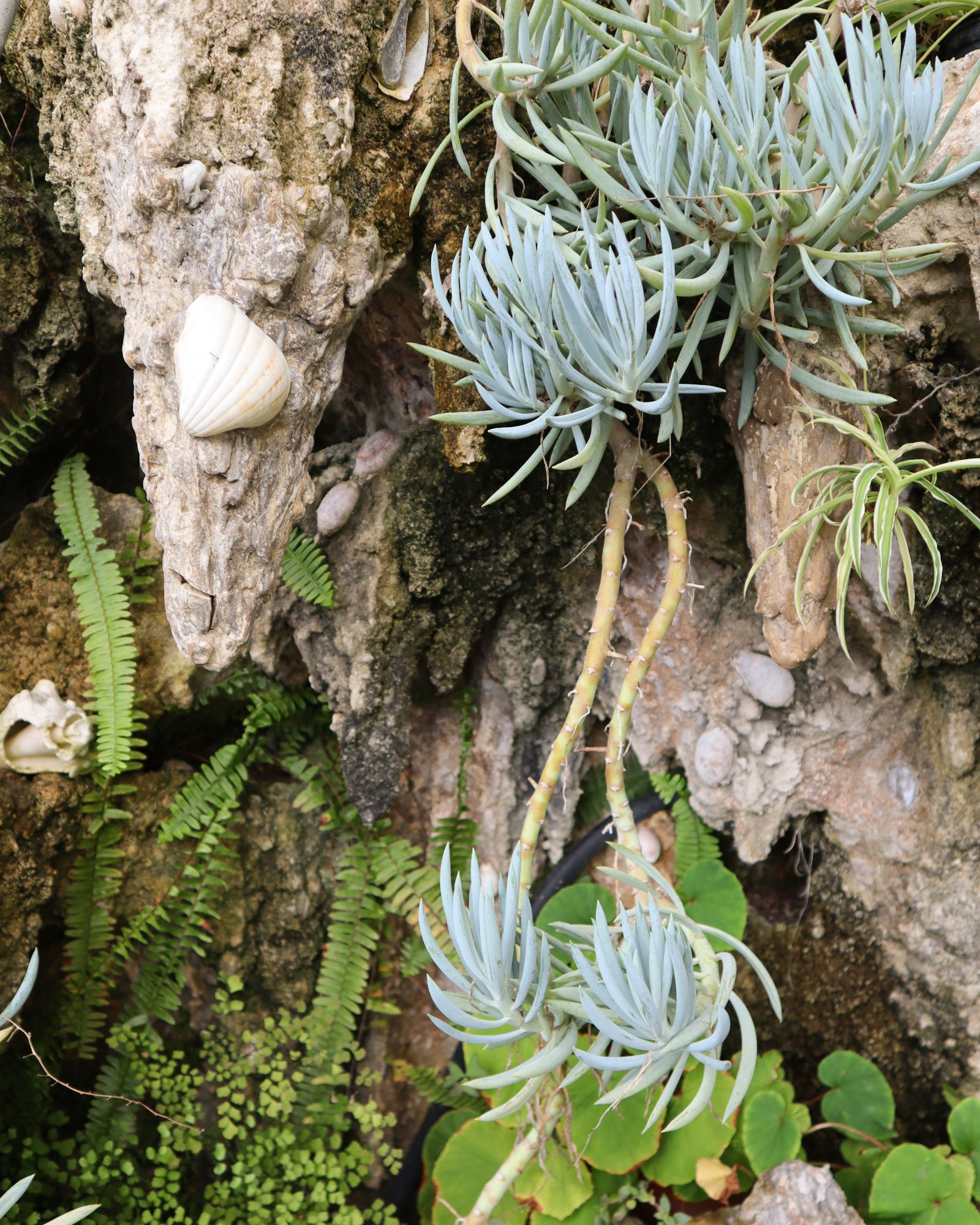 Image may contain Plant Tree Herbal Herbs Rock Vegetation Leaf Potted Plant Moss Conifer Animal and Insect