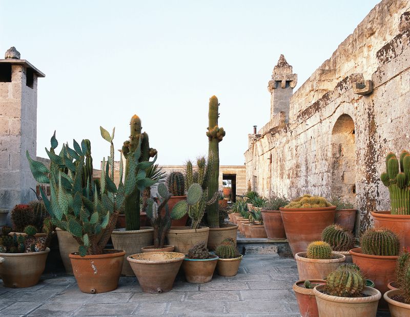 A horticultural habit flourishes within the walls of this convent