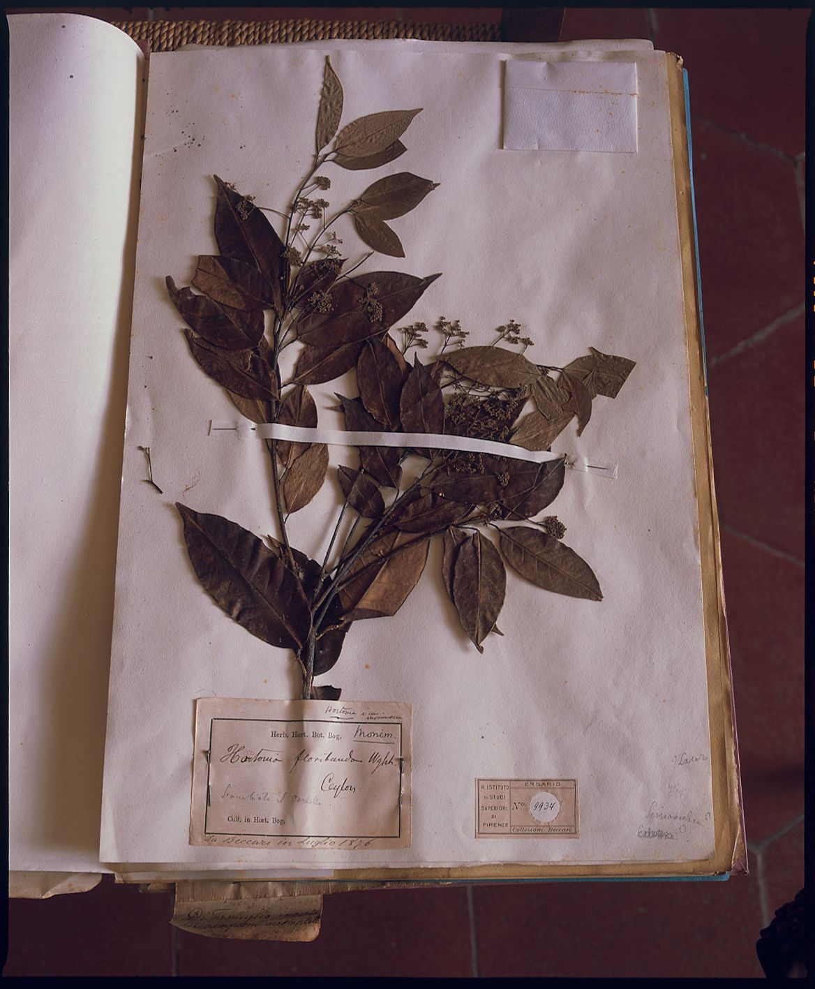 Image may contain Leaf Plant Herbal Herbs Text and Flower
