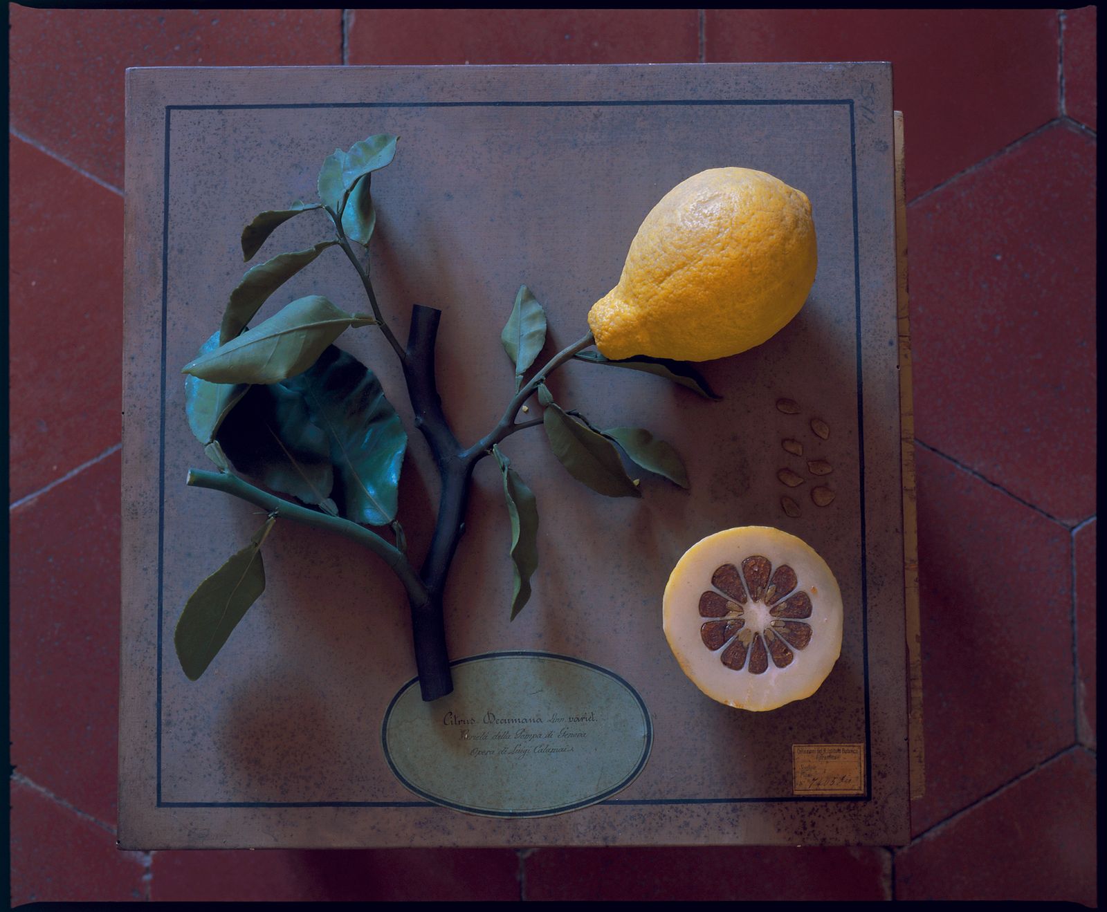 Image may contain Citrus Fruit Food Fruit Plant Produce Lemon and Grapefruit